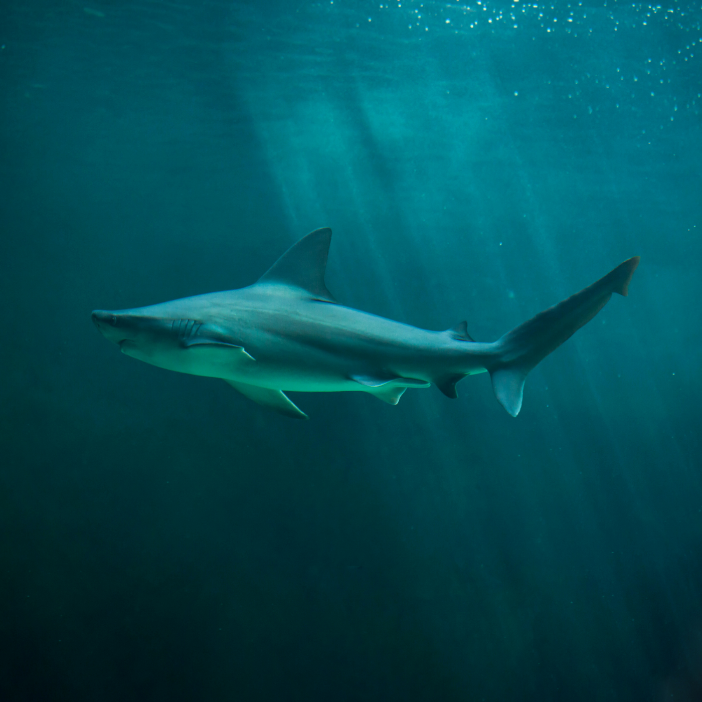 Sharks of New Jersey & How We're Restoring Habitat