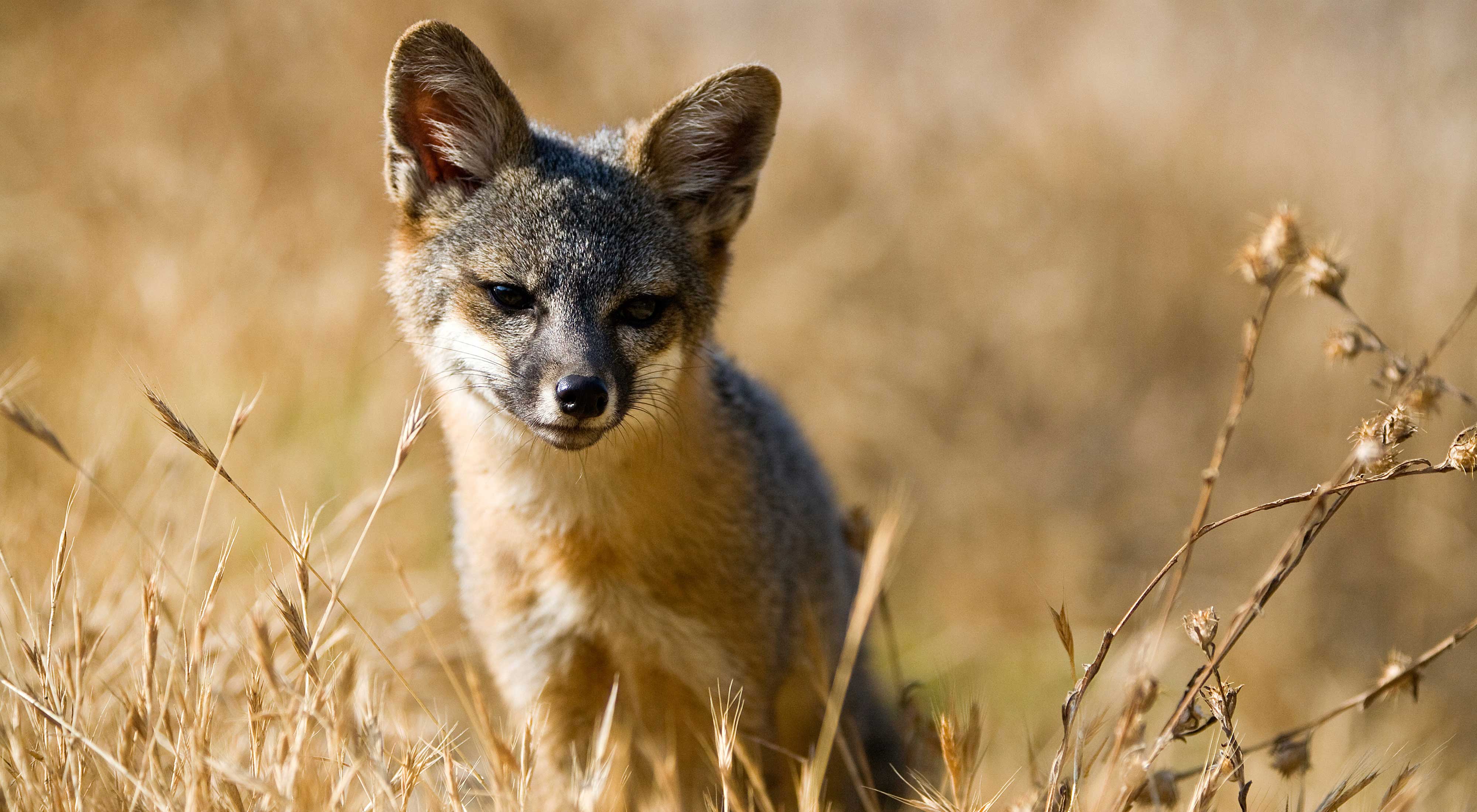 Young Santa Cruz Island fox sitting in brown grass.