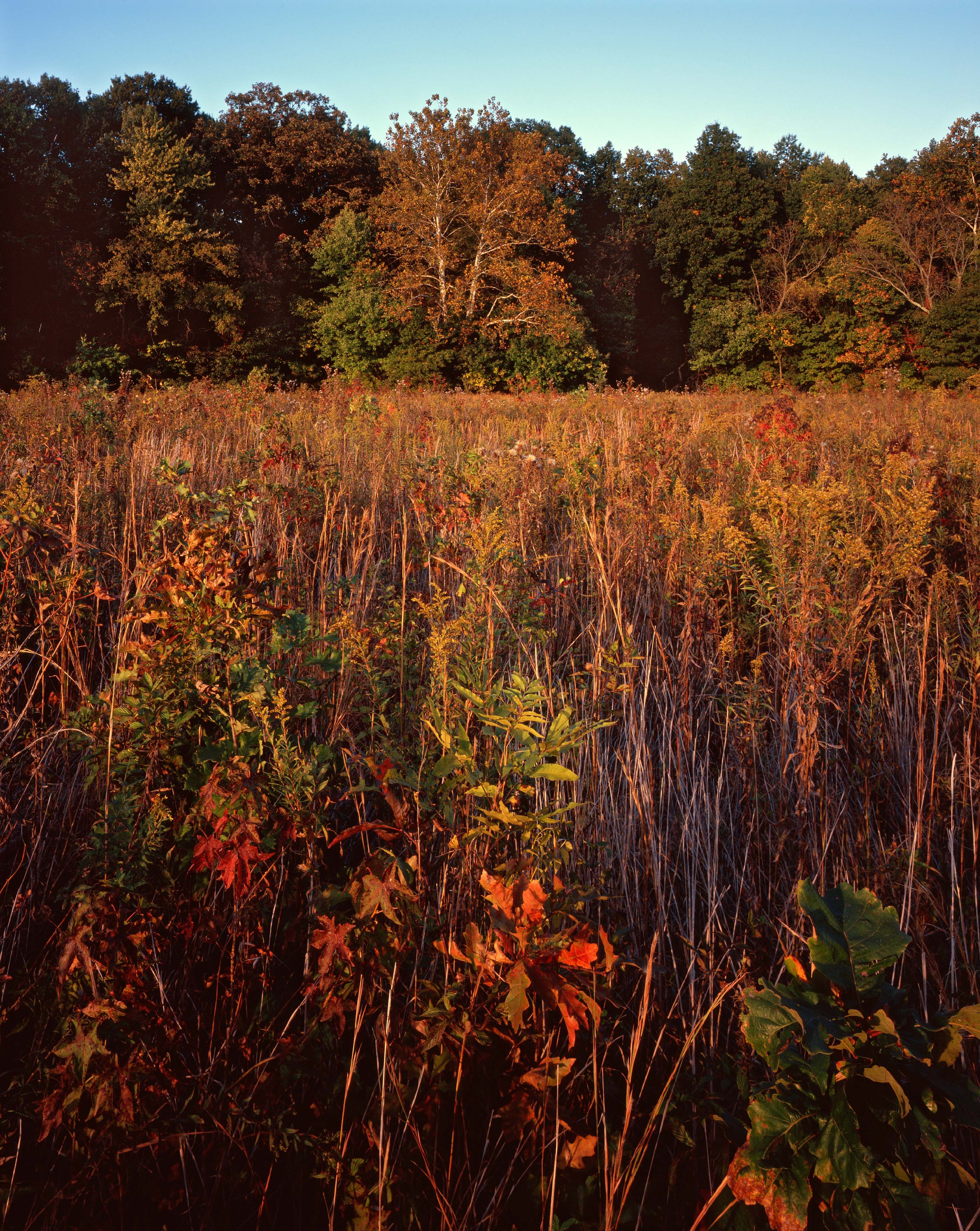Meadow with forest in background in autumn.