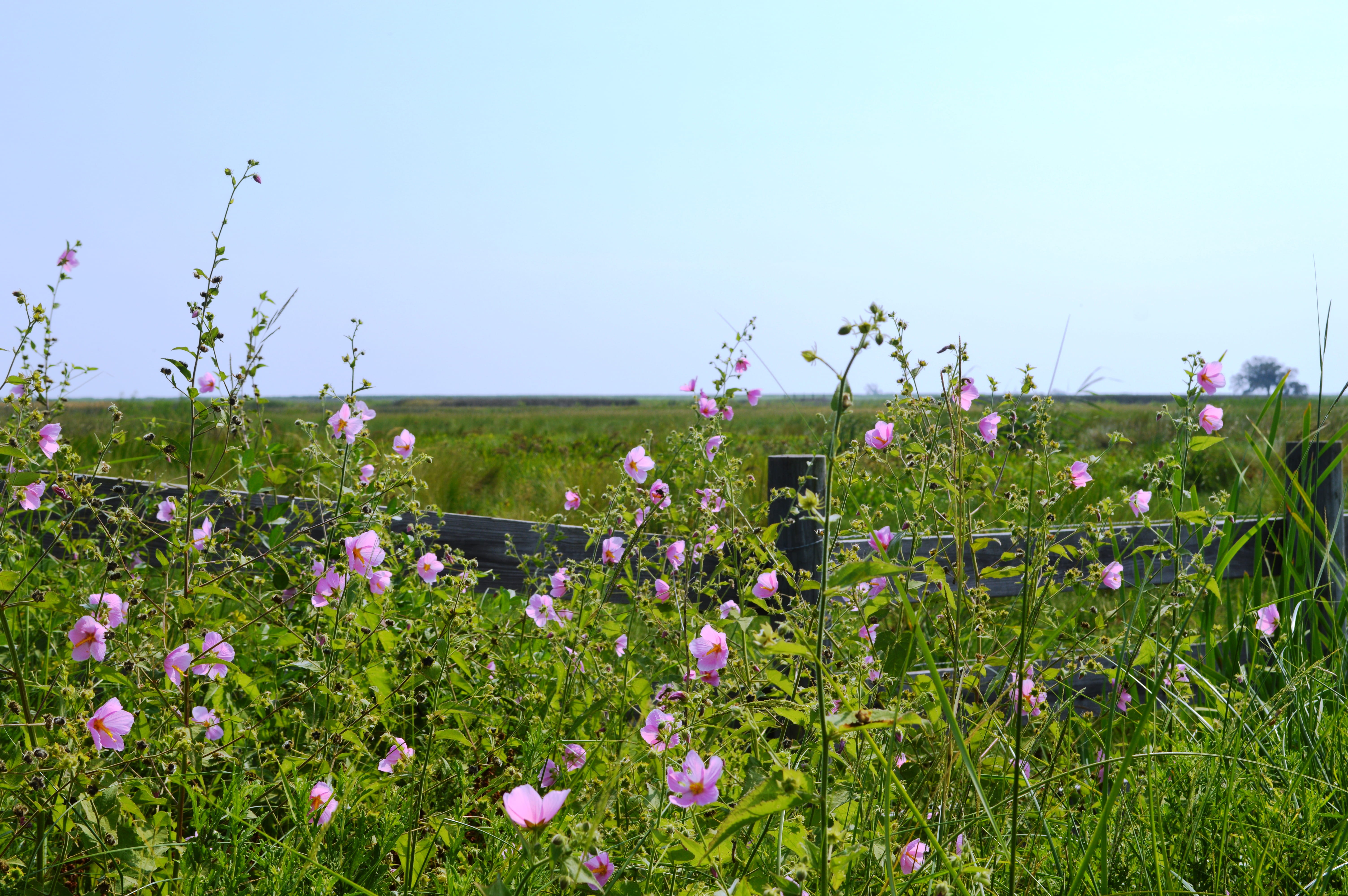 Fragile pink flowers bloom around a wooden fence.