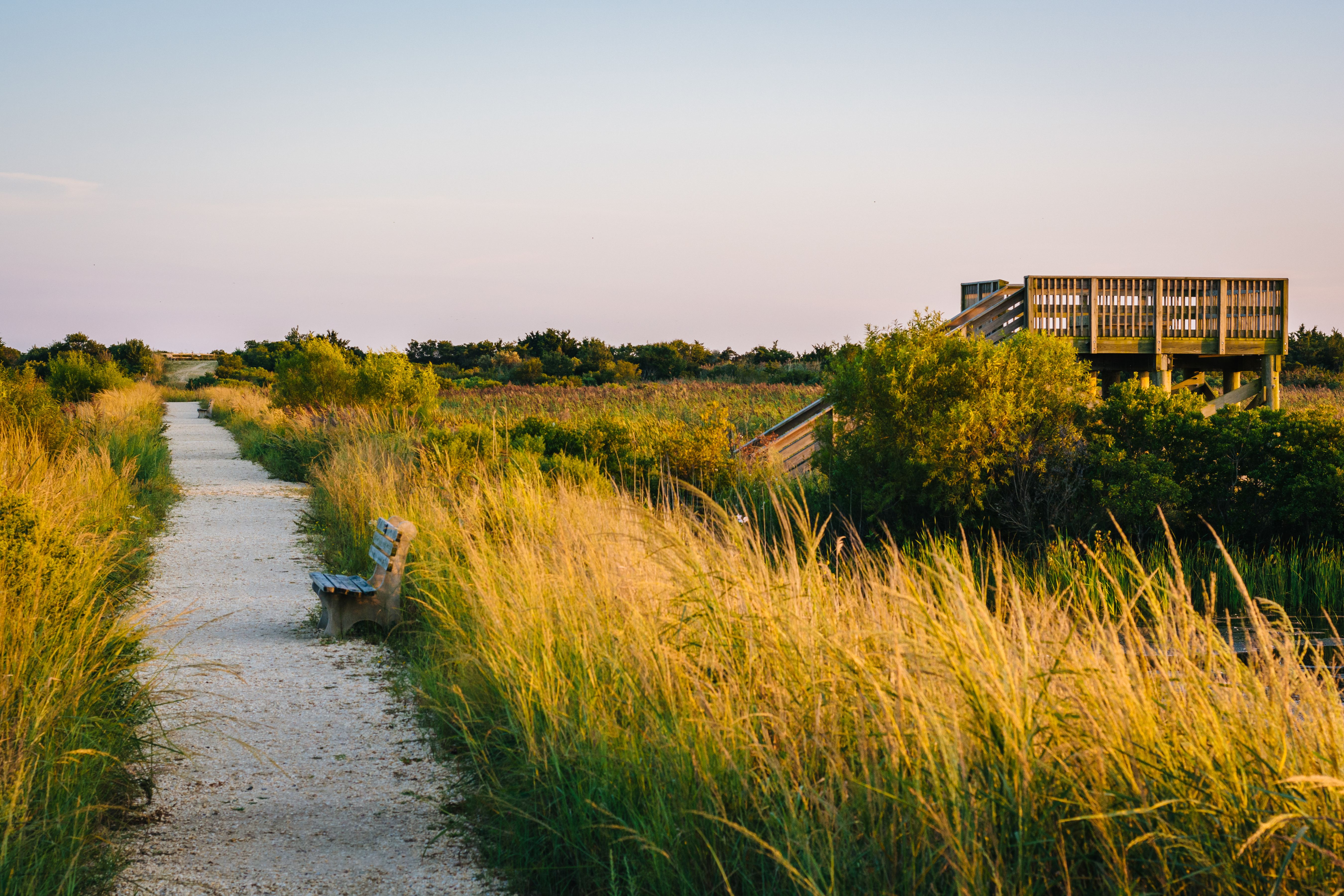 Photo of the main trail with a bench and grasses.