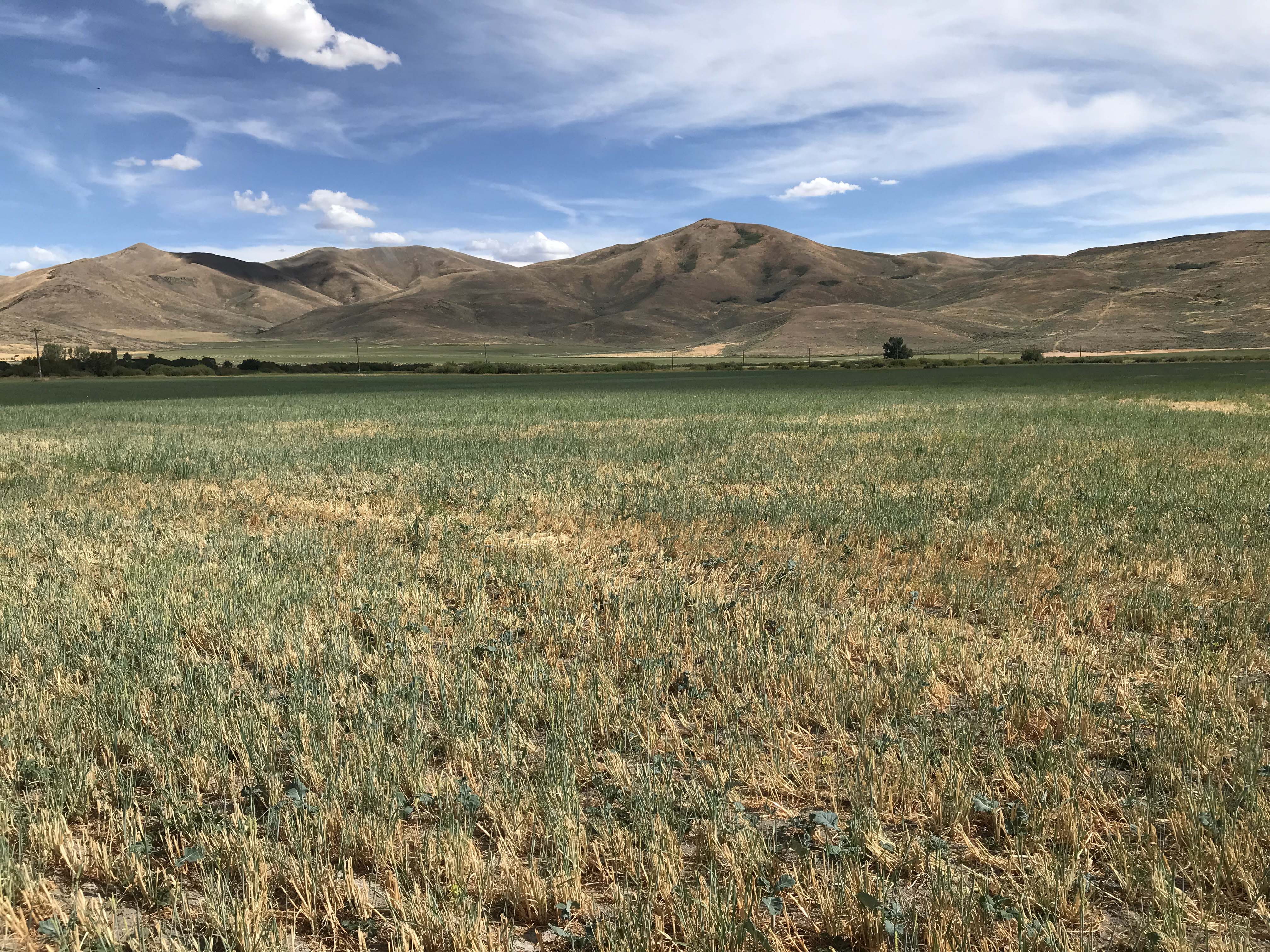 An agriculture field near mountain foothills.