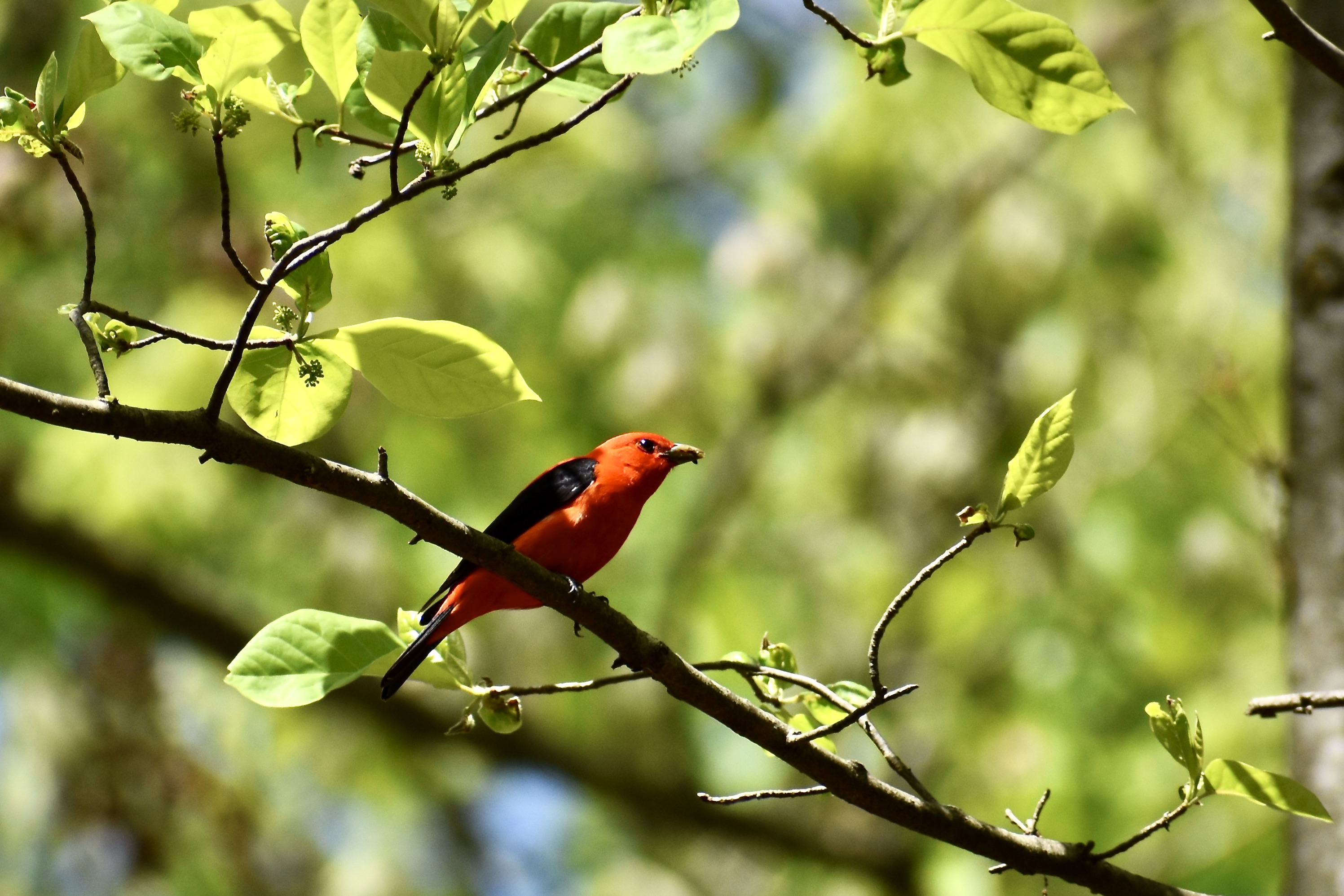 A bright red bird with black wings sits on a branch.