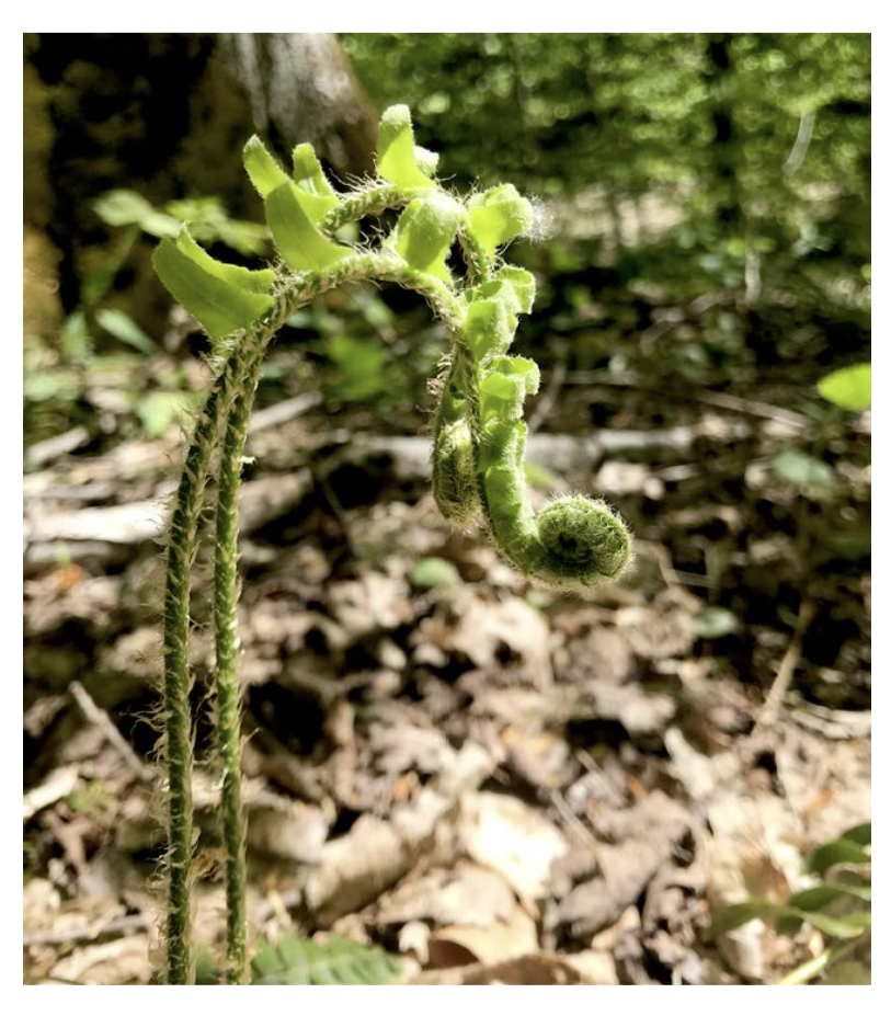 Fern unfurling 