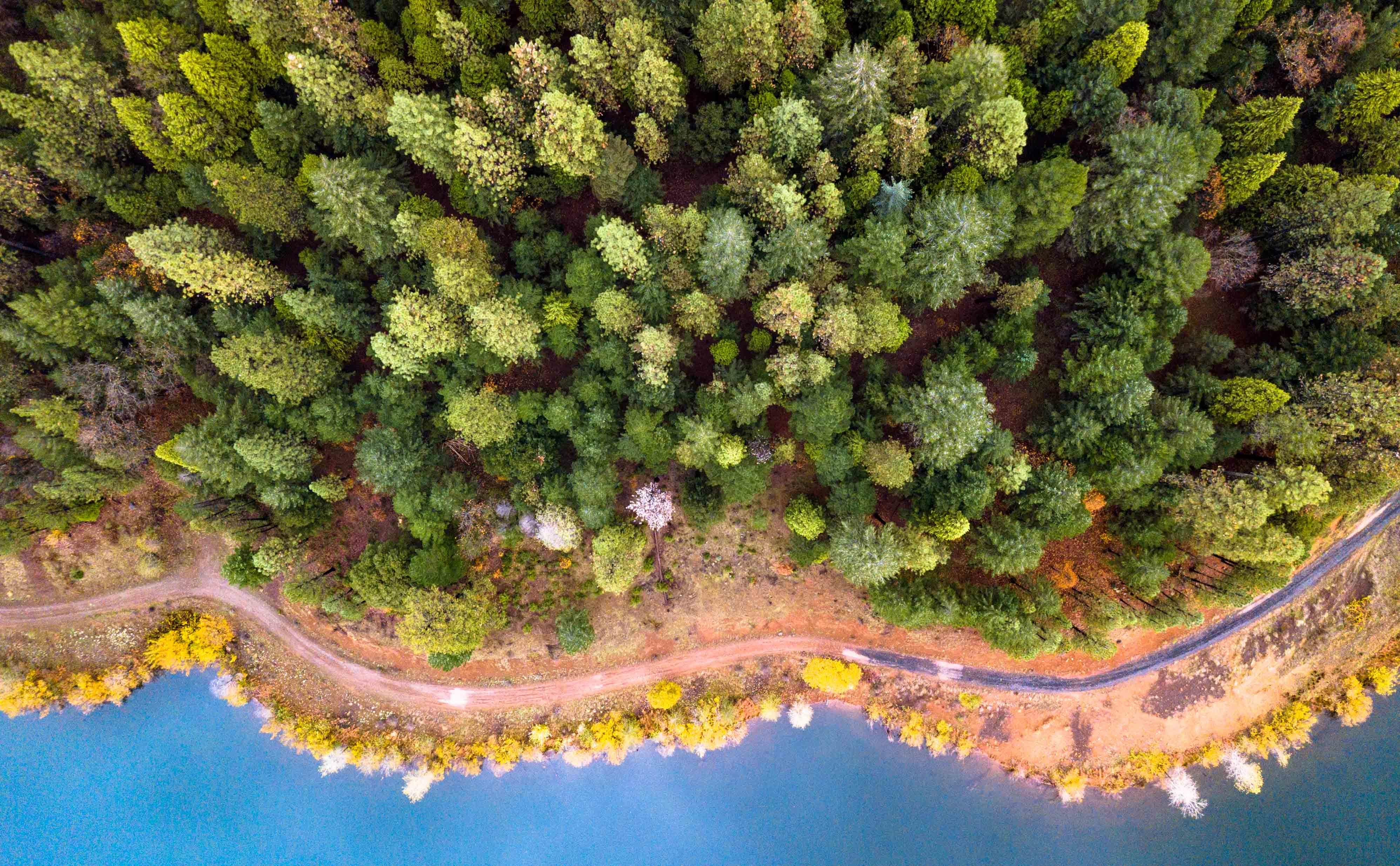 Aerial view looking straight down at a forest at the edge of an uneven shoreline.