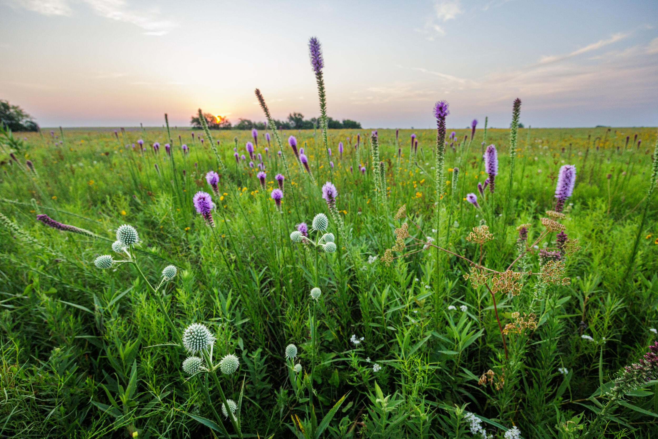 The sun sets over field of purple wildflowers.