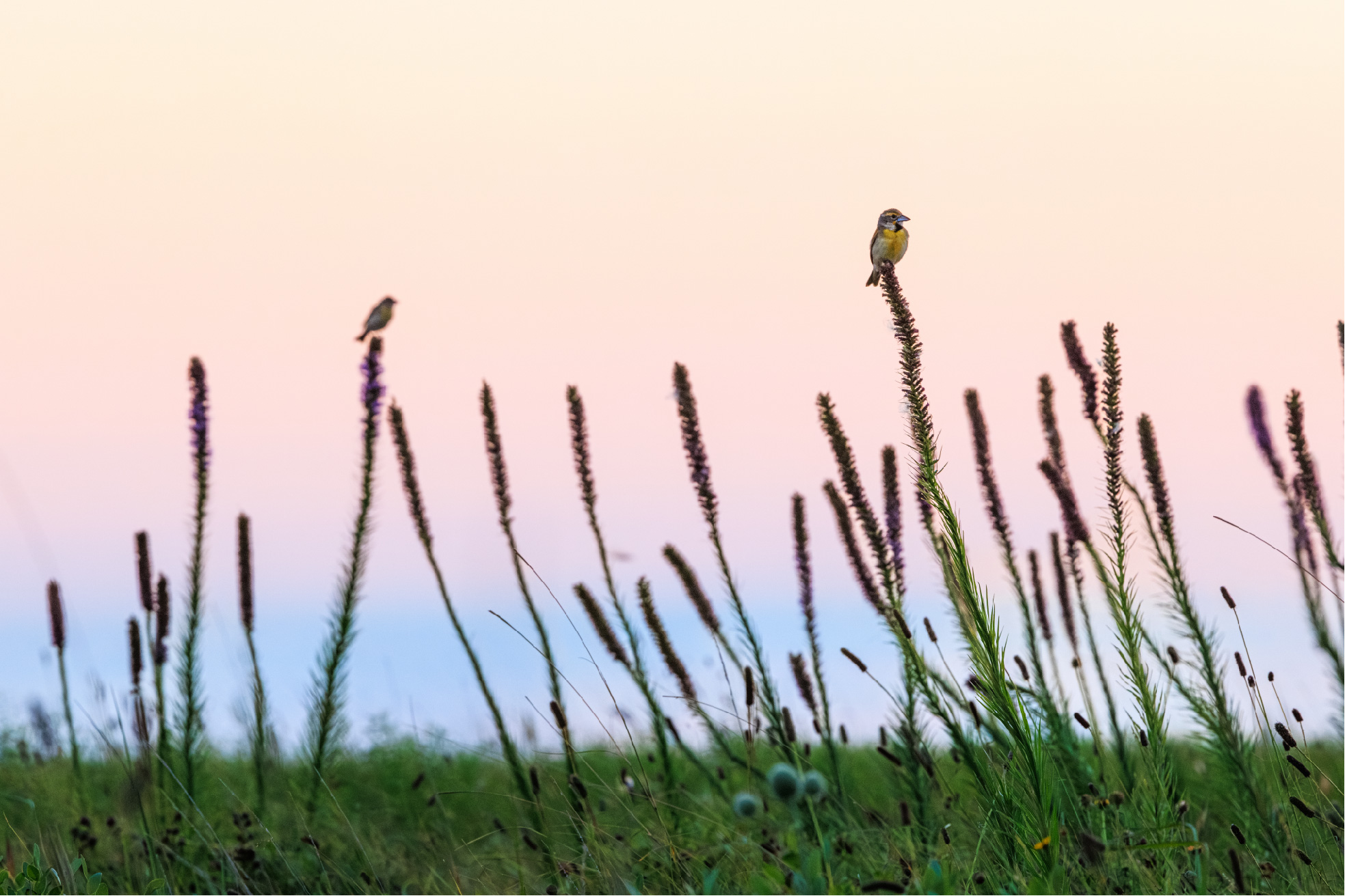 wildflowers bloom in a meadow at sunset