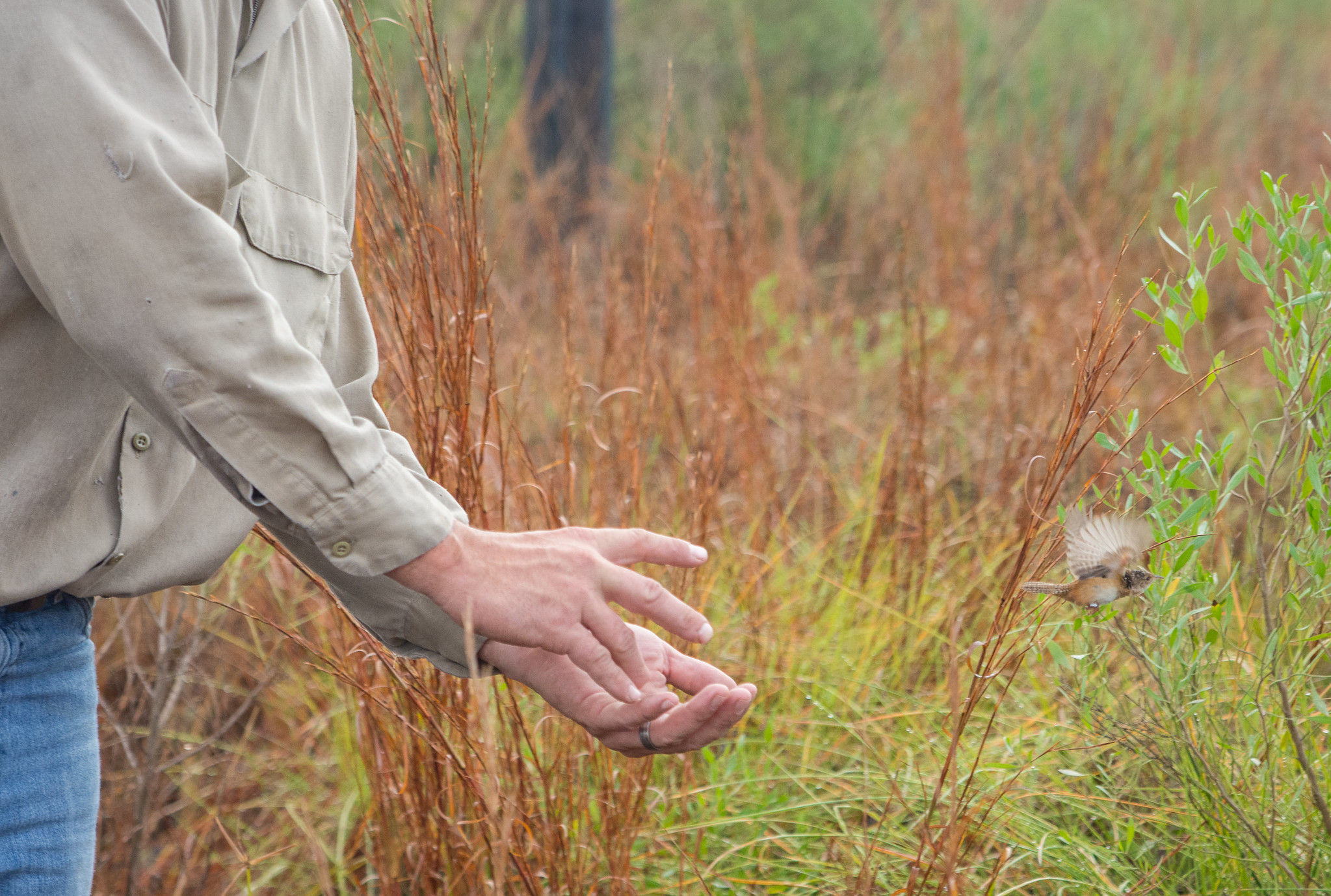 Closeup of a researcher's hands as he releases a bird.