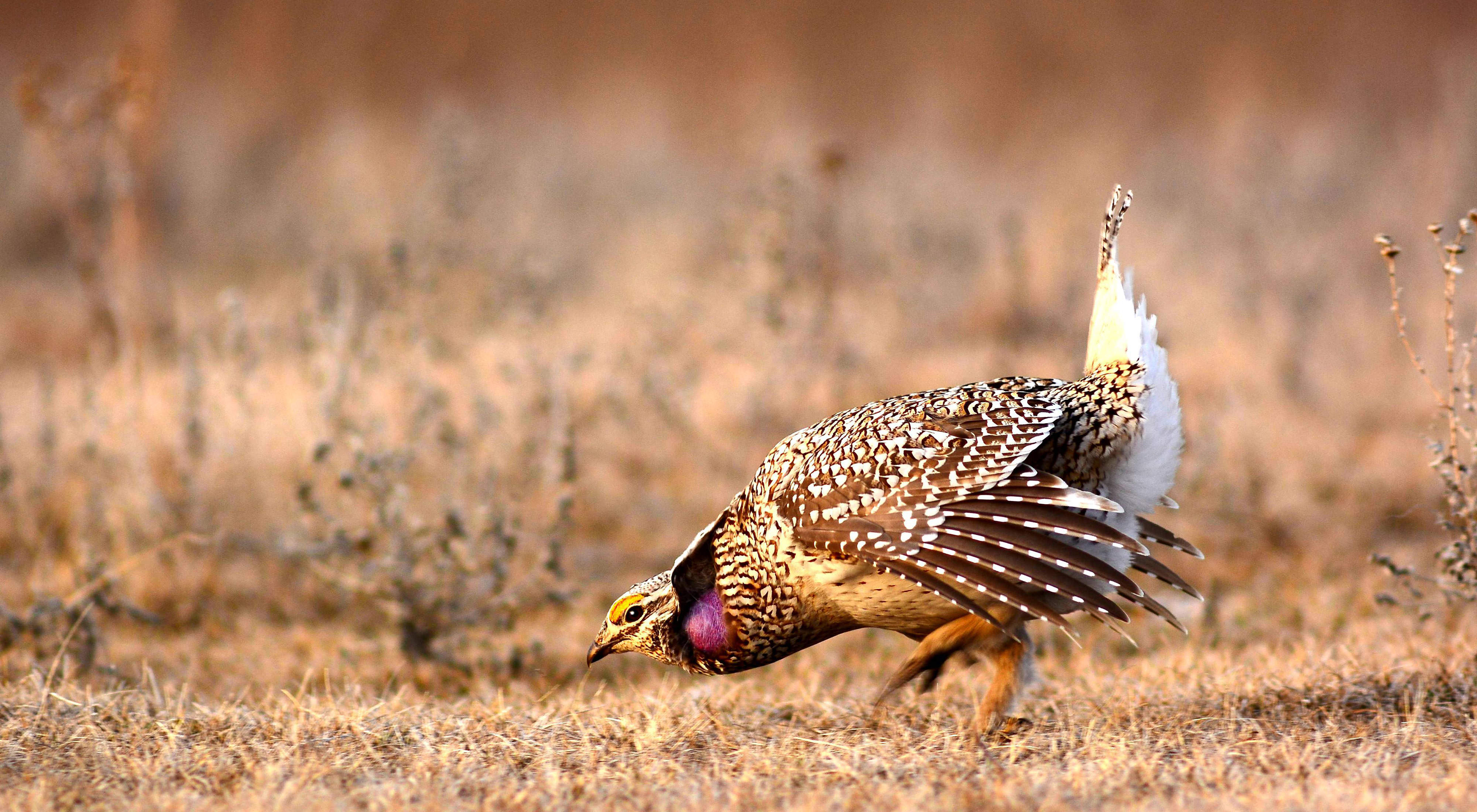 A colorful bird -- with purple, brown, gold and white feathers -- bows in a mating dance.