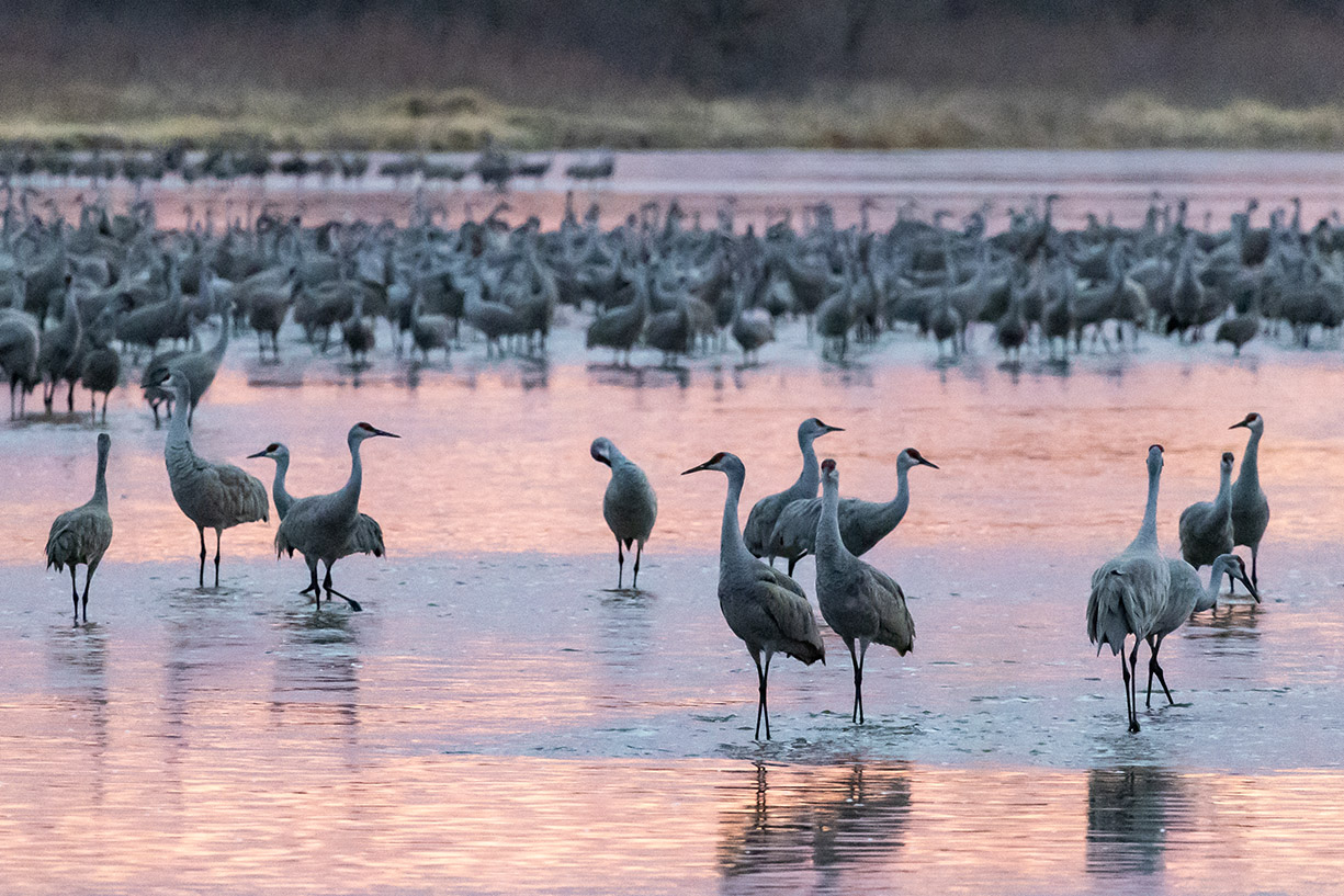 A group of large birds feed and rest in a wetland habitat.