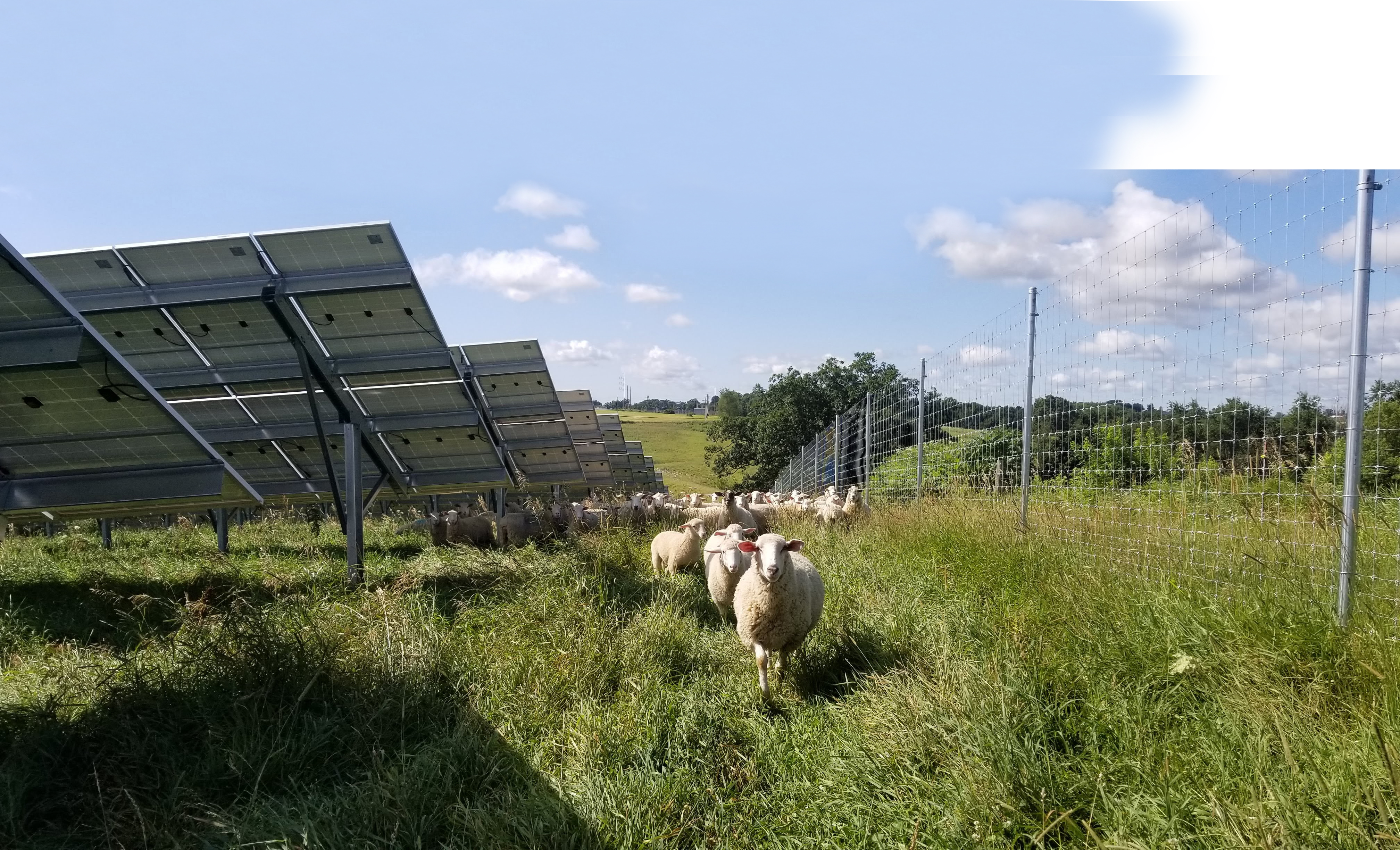 White sheep in single file walk past solar panels.