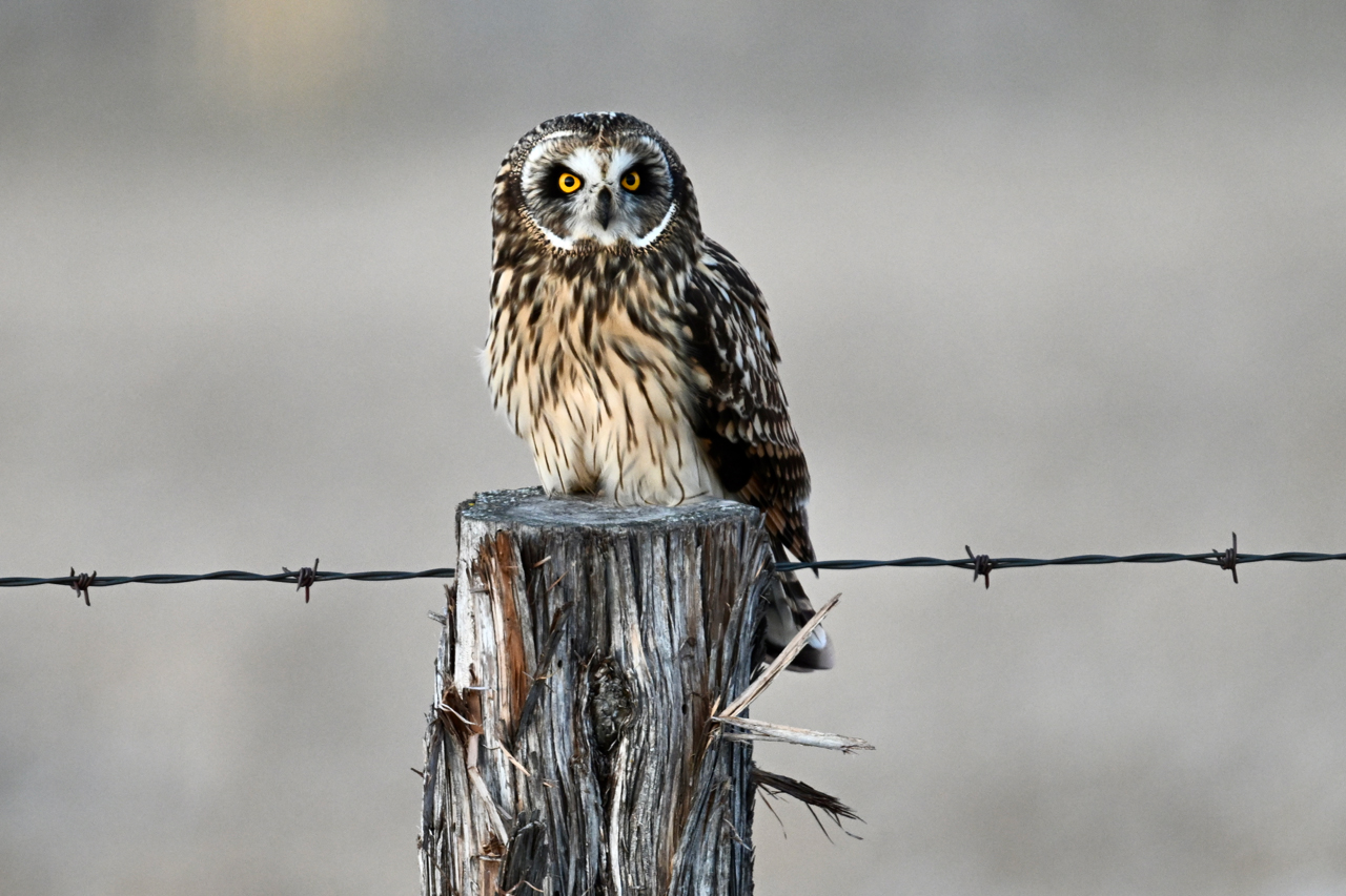 A grown and white owl rests on a wooden post.