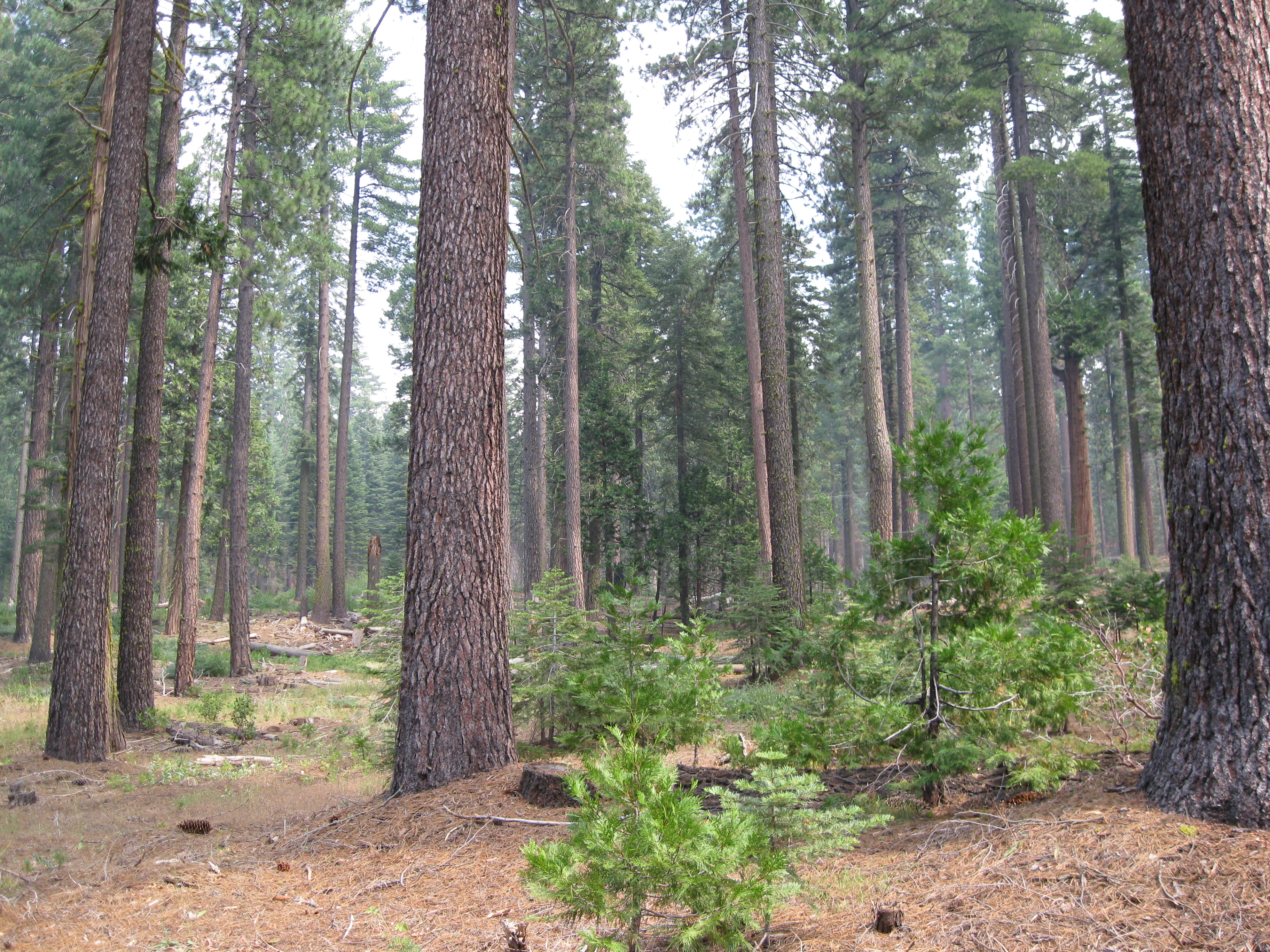 A close up of trees in Central Sierra.