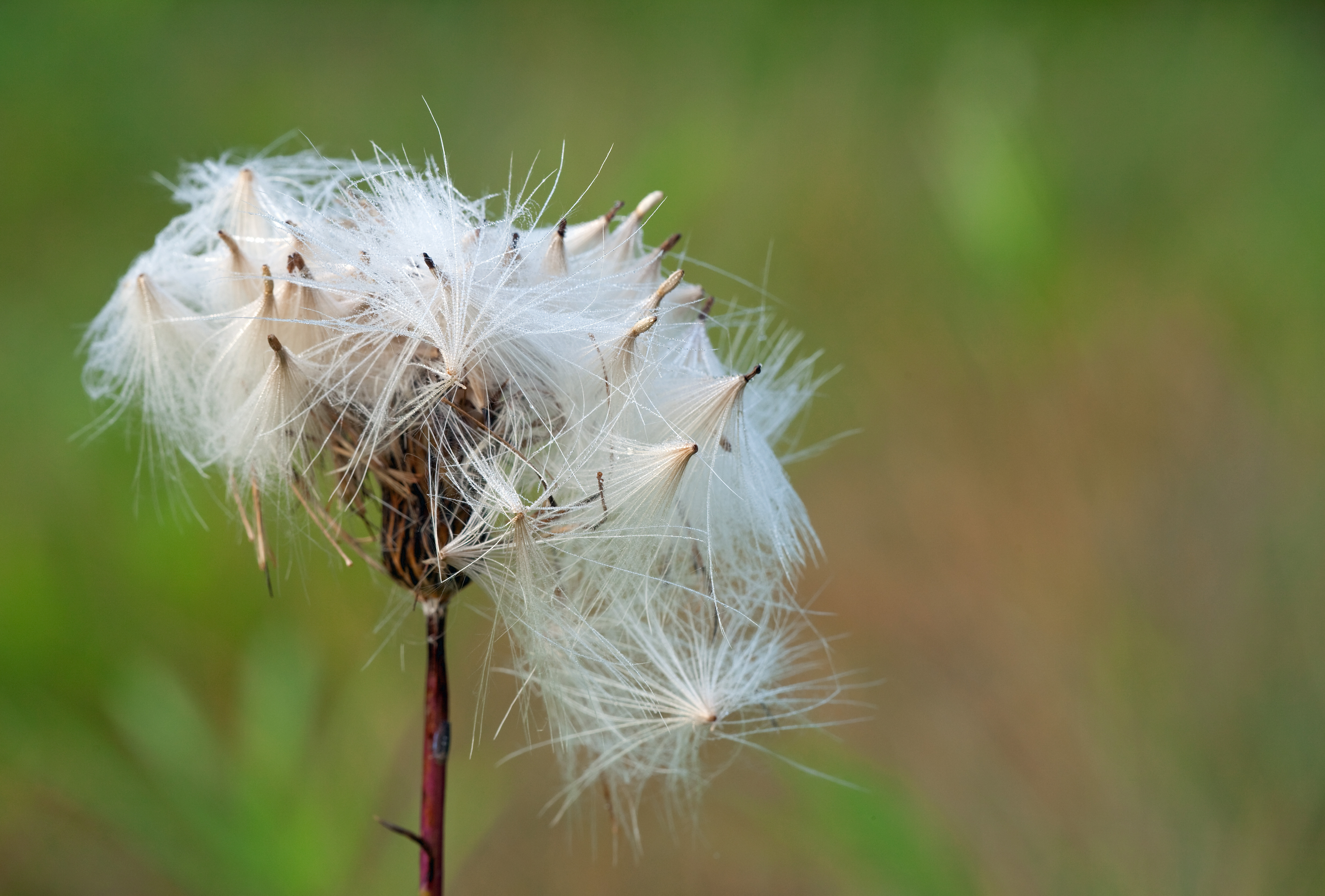 Closeup of a white flower.