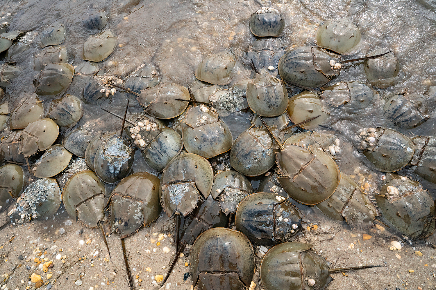 A large group of horseshoe crabs pile on top of eachother in shallow water.