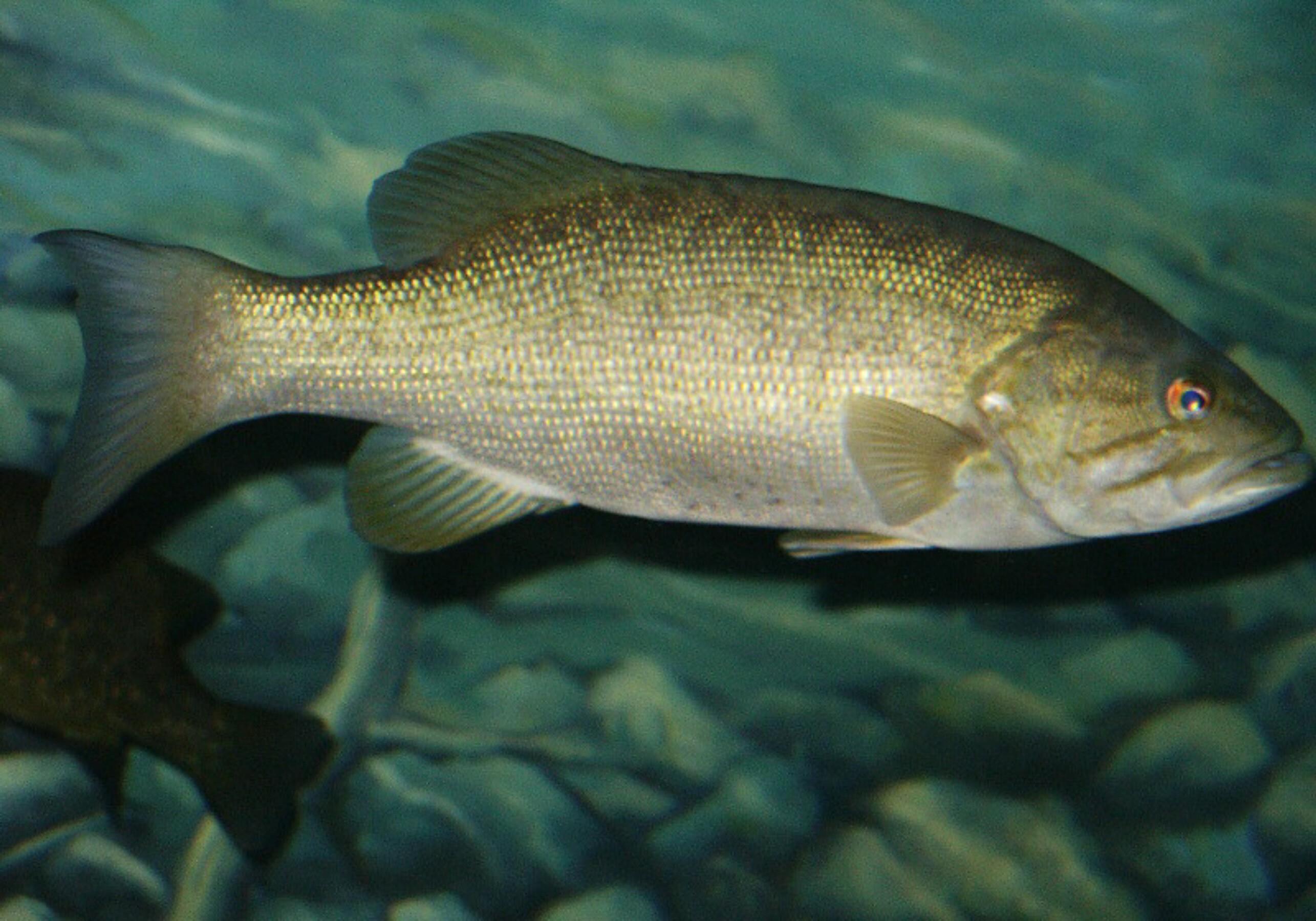 A small fish with yellow scales and an orange eye.