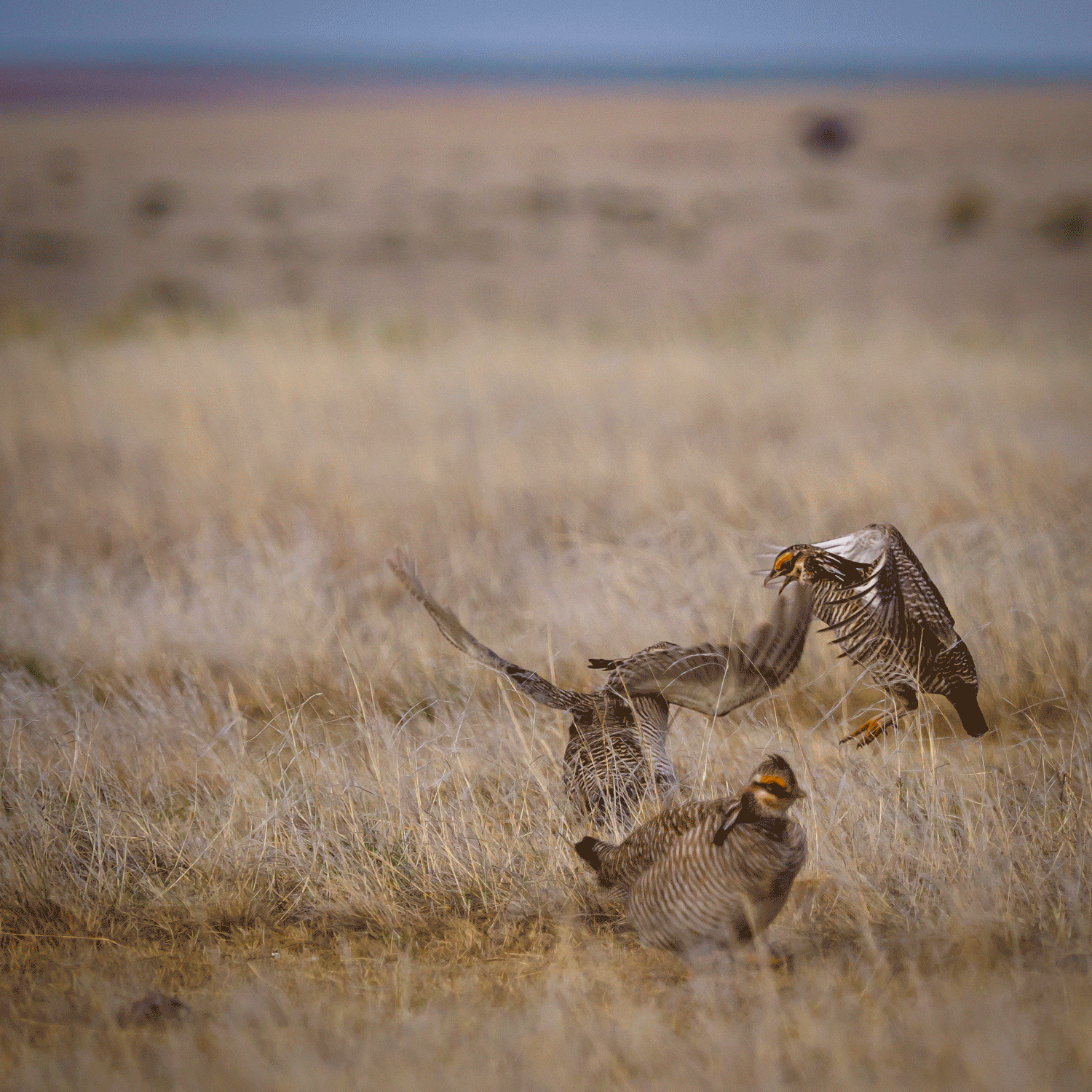 GIF of two prairie chickens fighting.