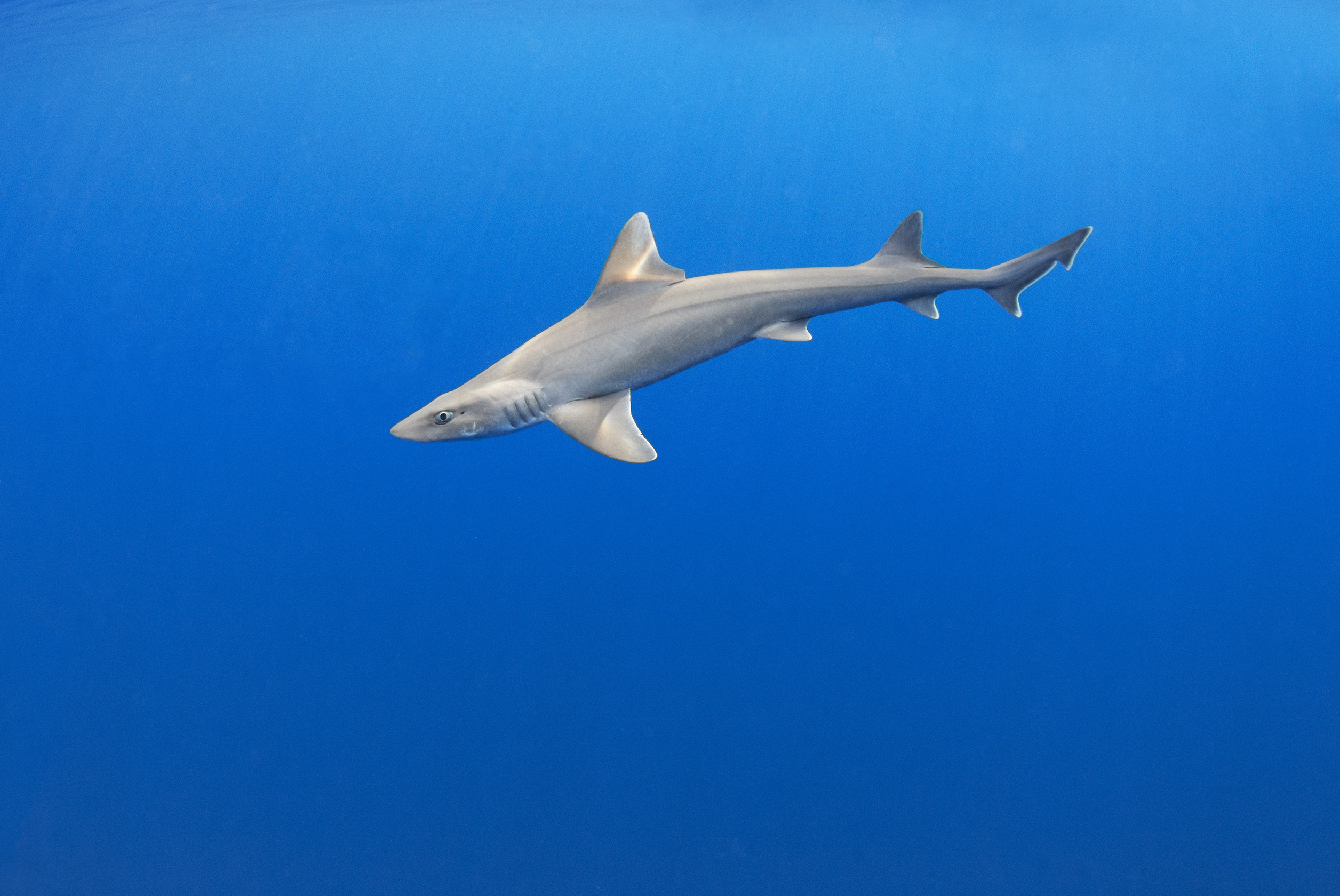 Are There Sharks in New Jersey? - New Jersey Digest