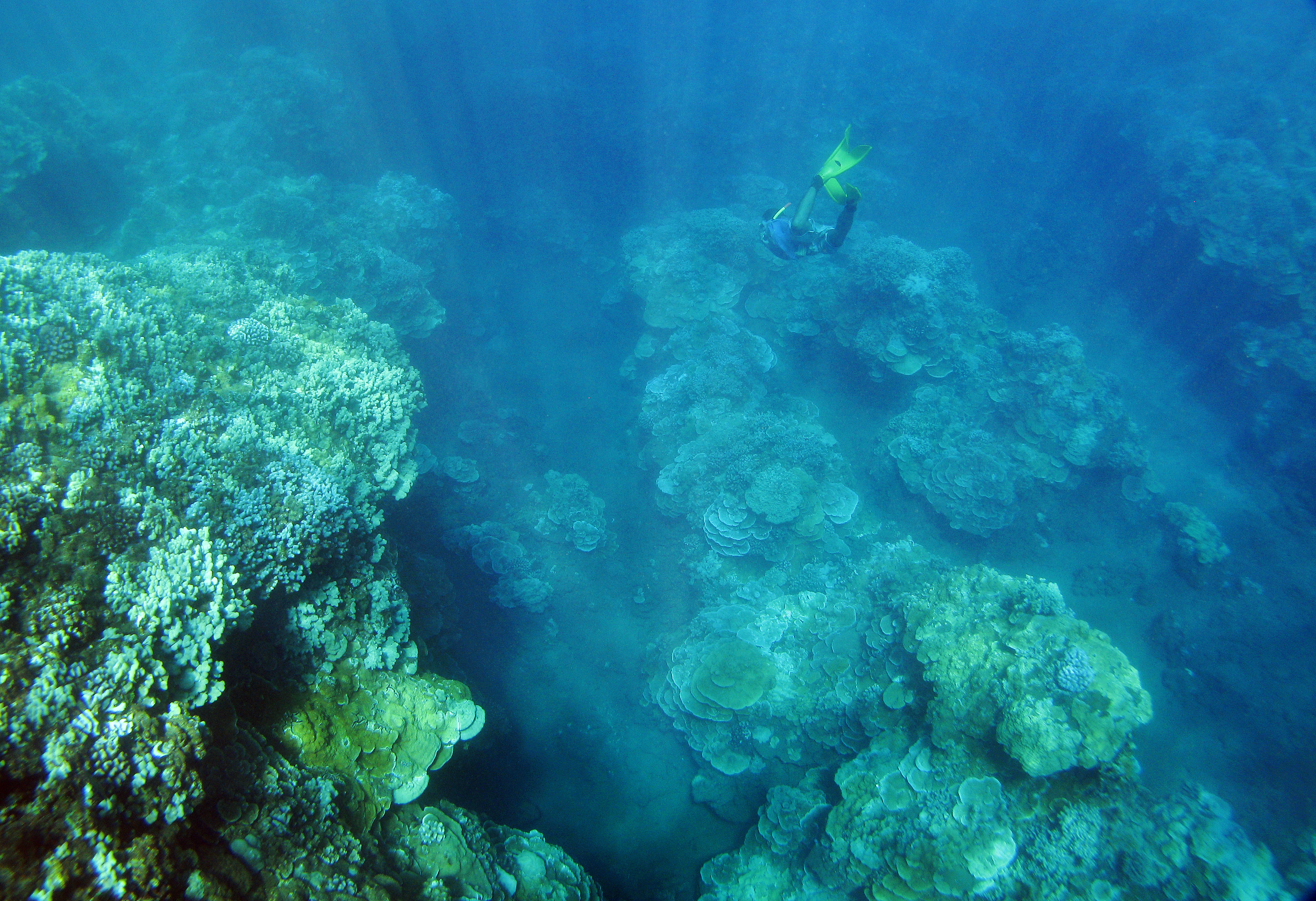 Underwater view looking down at a diver swimming among huge coral reefs.