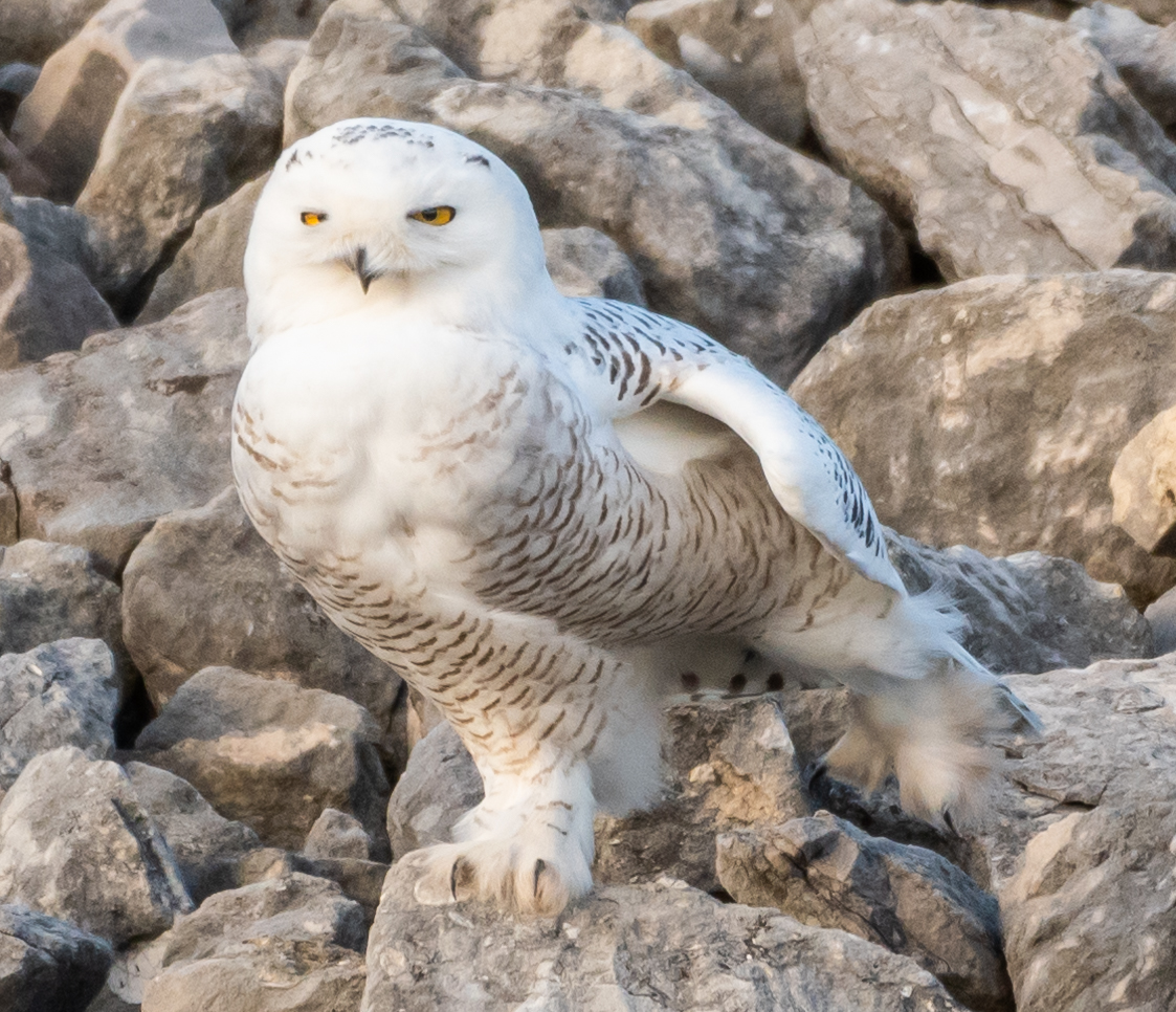 A large white bird with black specks stands on rocks