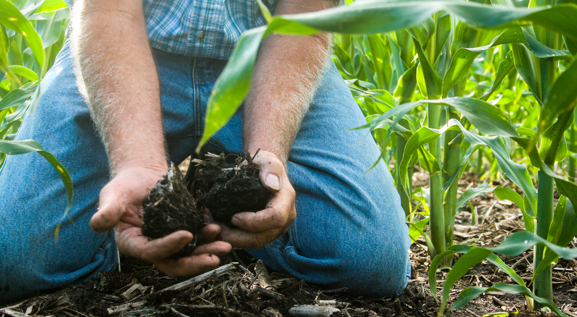 Man in blue shirt and blue jeans kneels in corn field. 