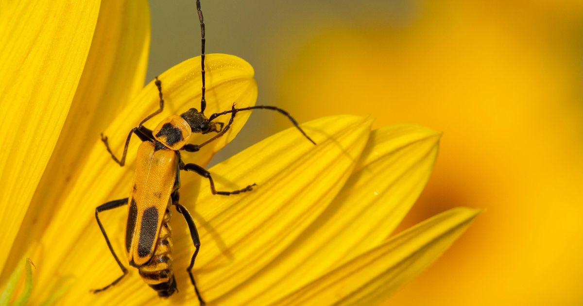 Goldenrod solider beetle resting on the petals of a bright yellow Maximilian sunflower. 