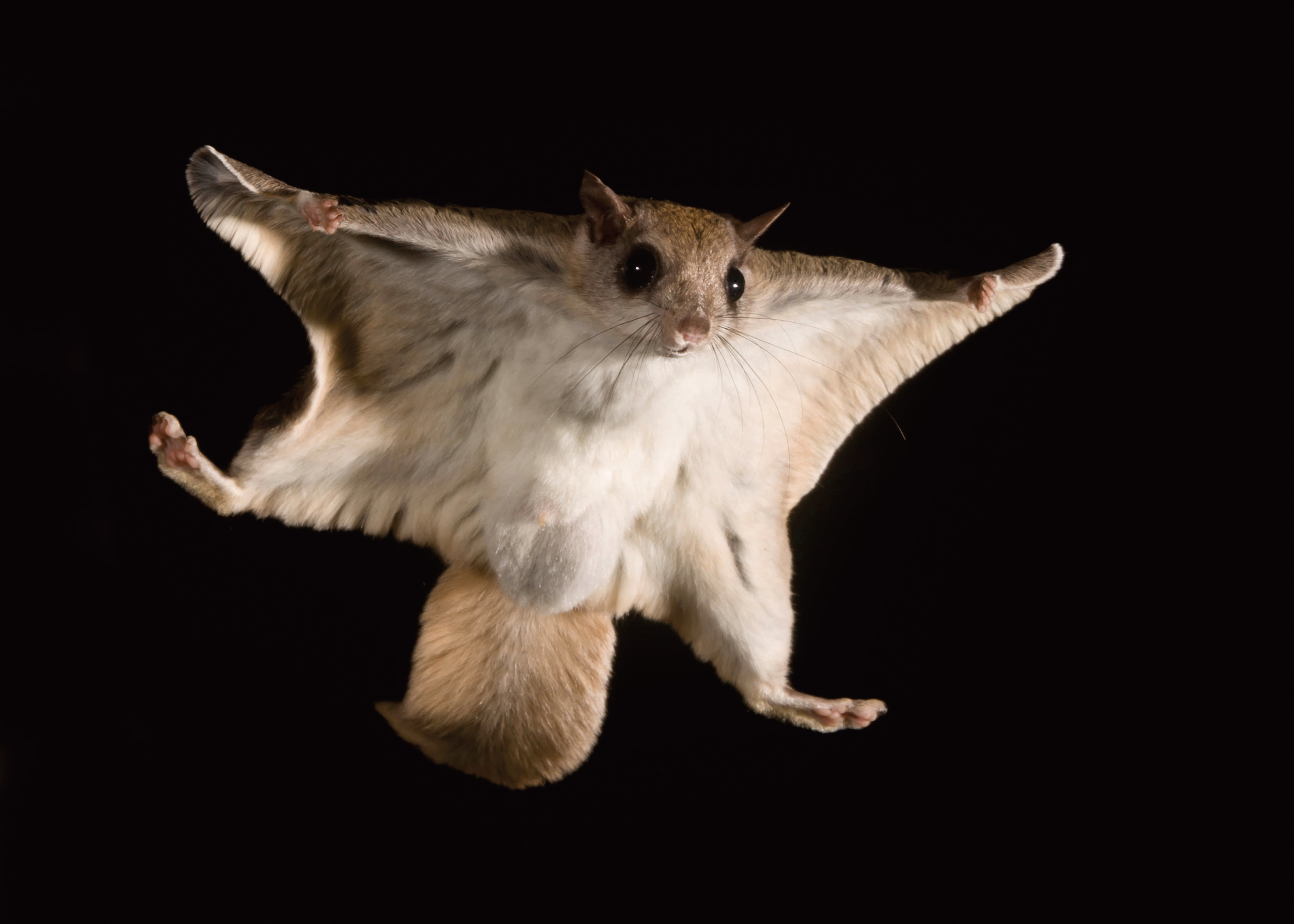 A squirrel fans out its legs to glide through the air.