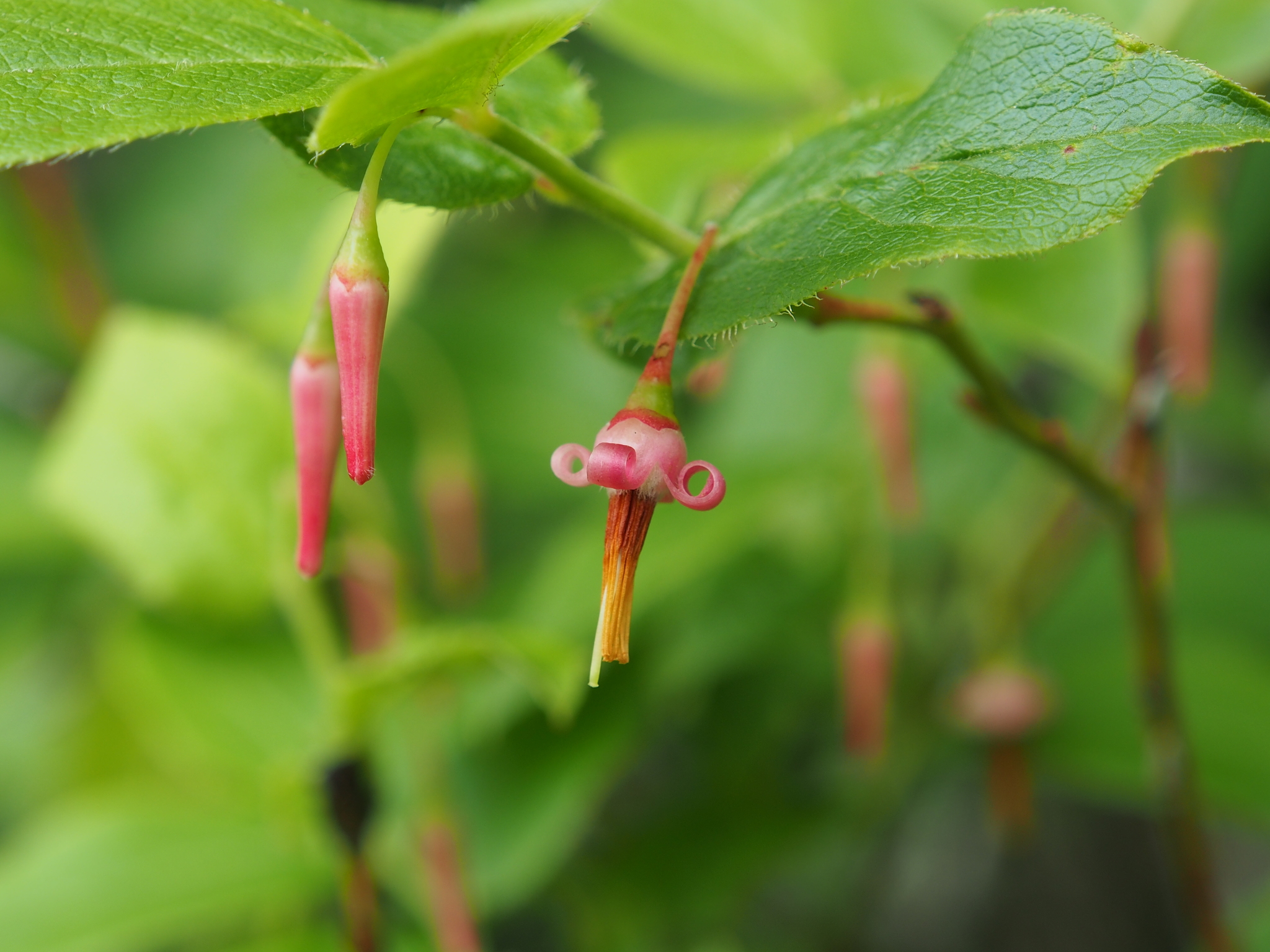 A red flower with curved petals dangles from a stem.