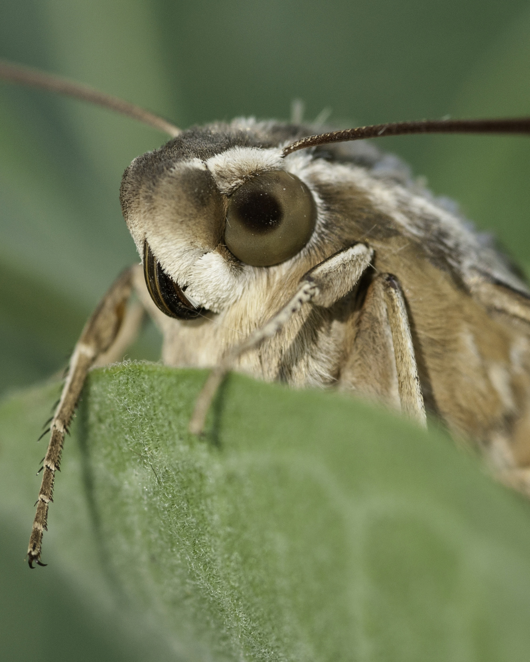 A close-up of a moth, with a fuzzy body and close-up shot of its eye. 