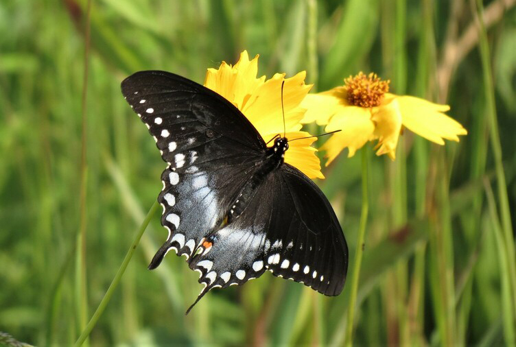 A dark-colored butterfly visits a bright yellow flower.