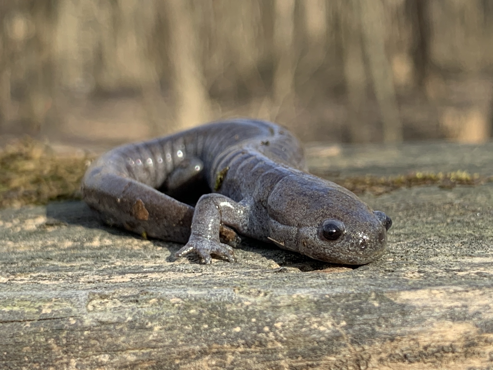 Small gray salamander rests on land.