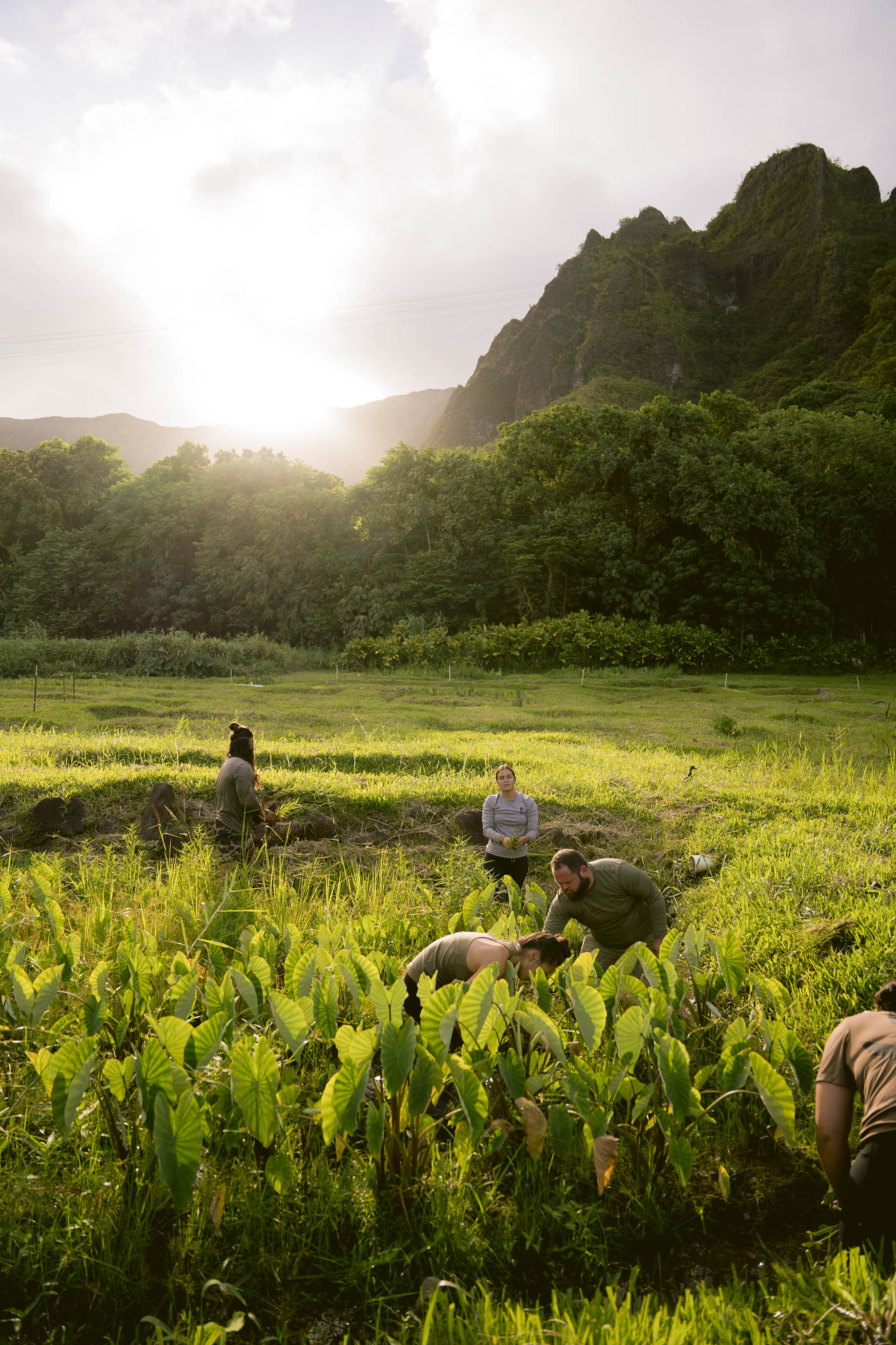 People work in taro fields in Hawaii.
