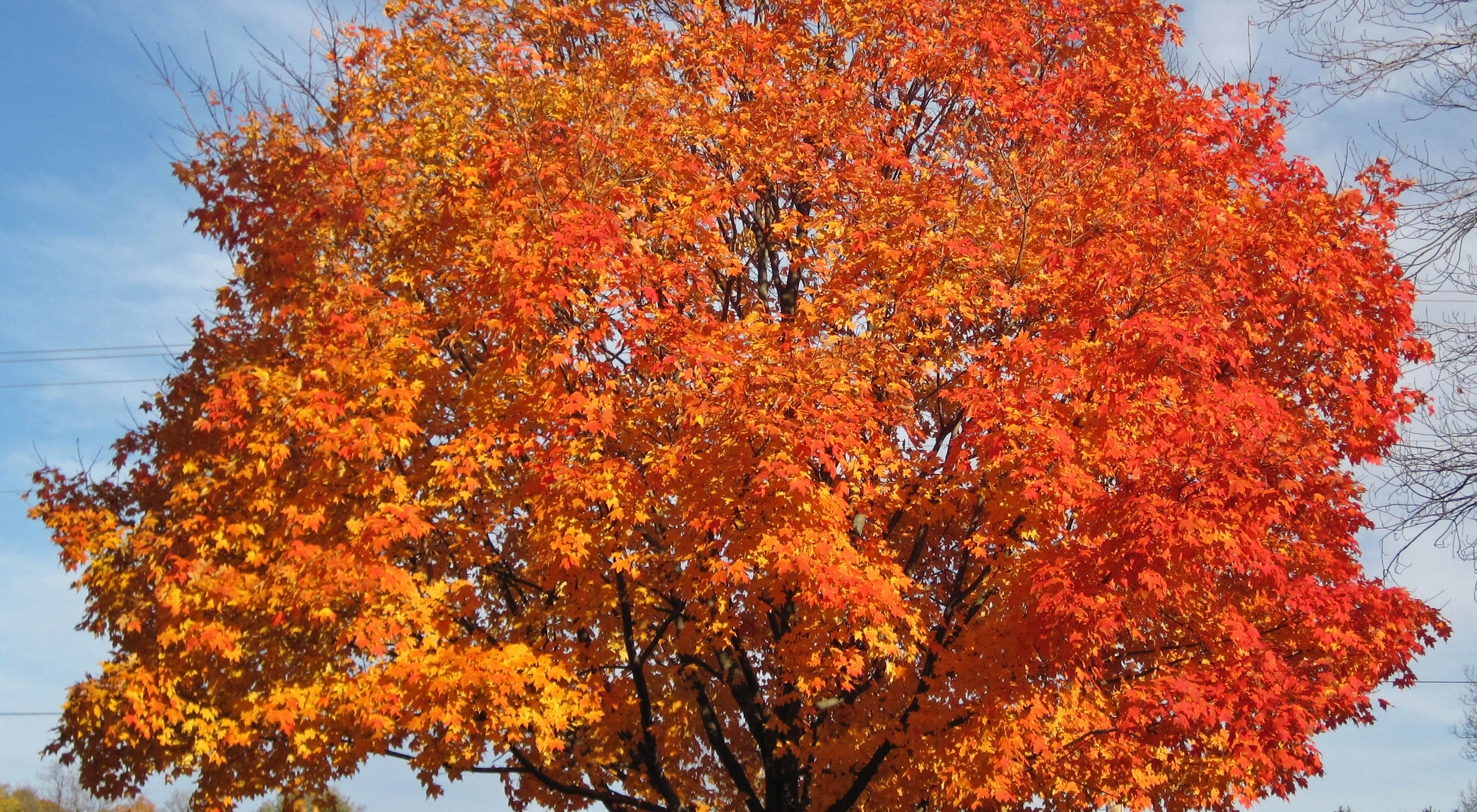 A sugar maple tree during the fall.