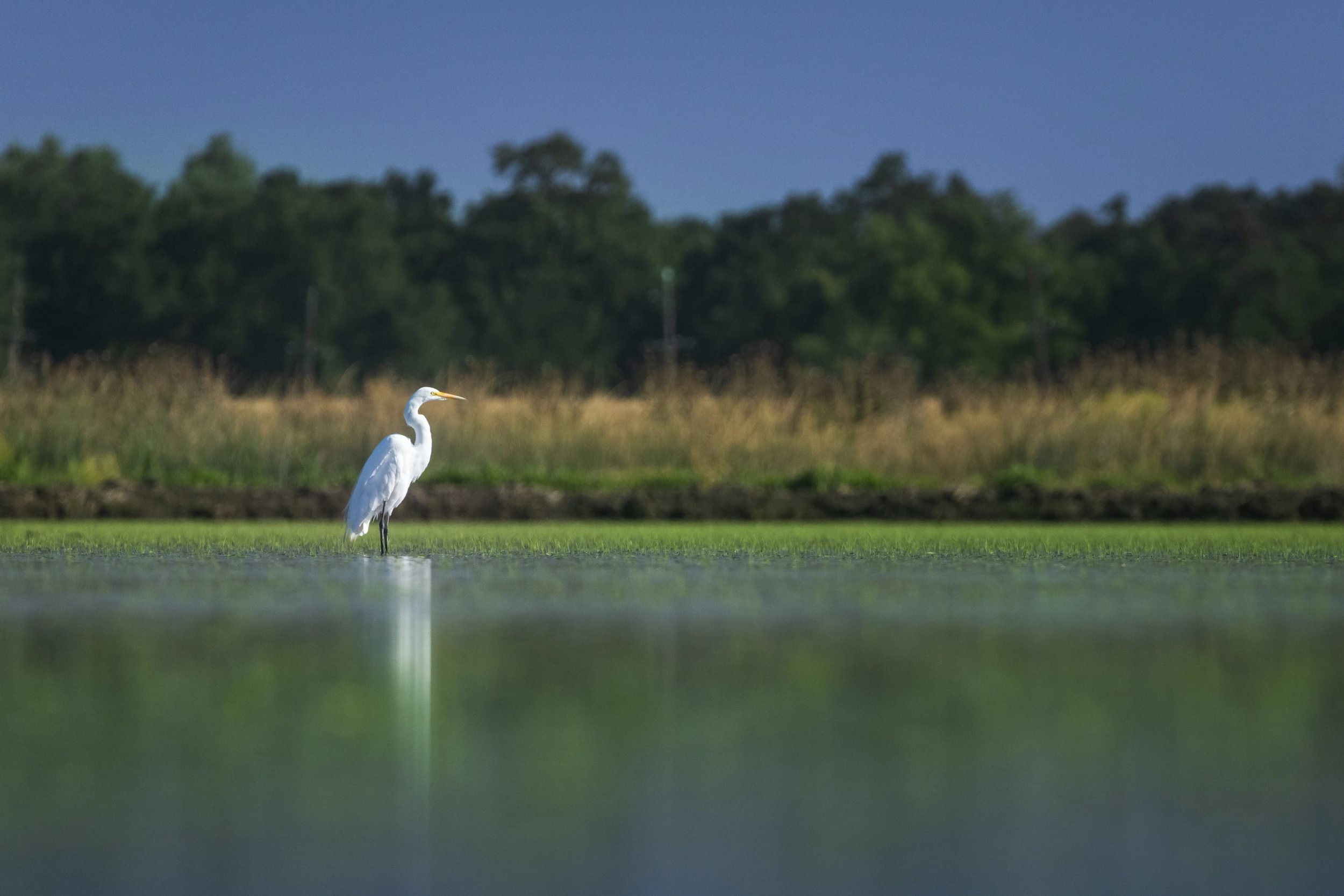 Heron on lake.