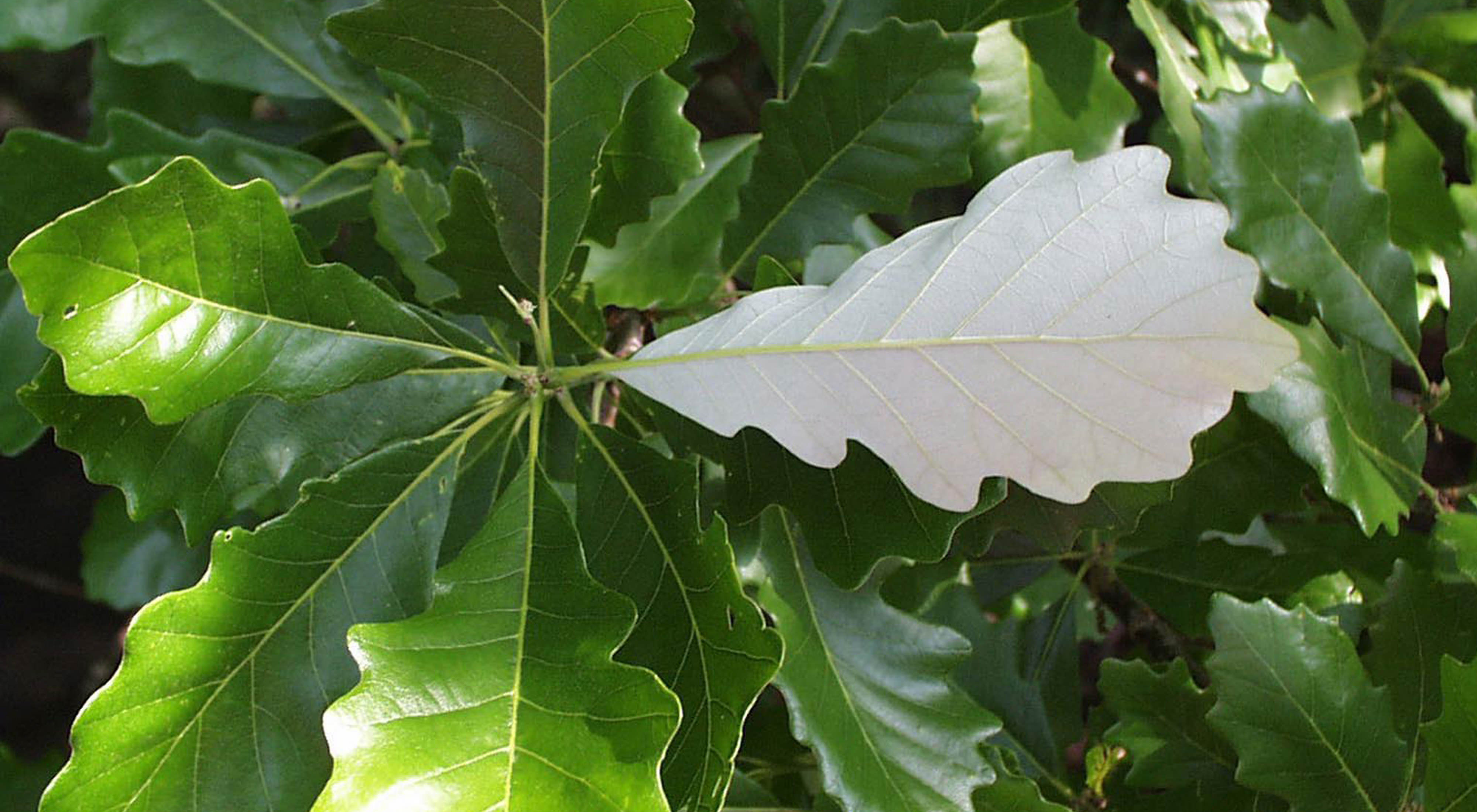 White oak leaves.