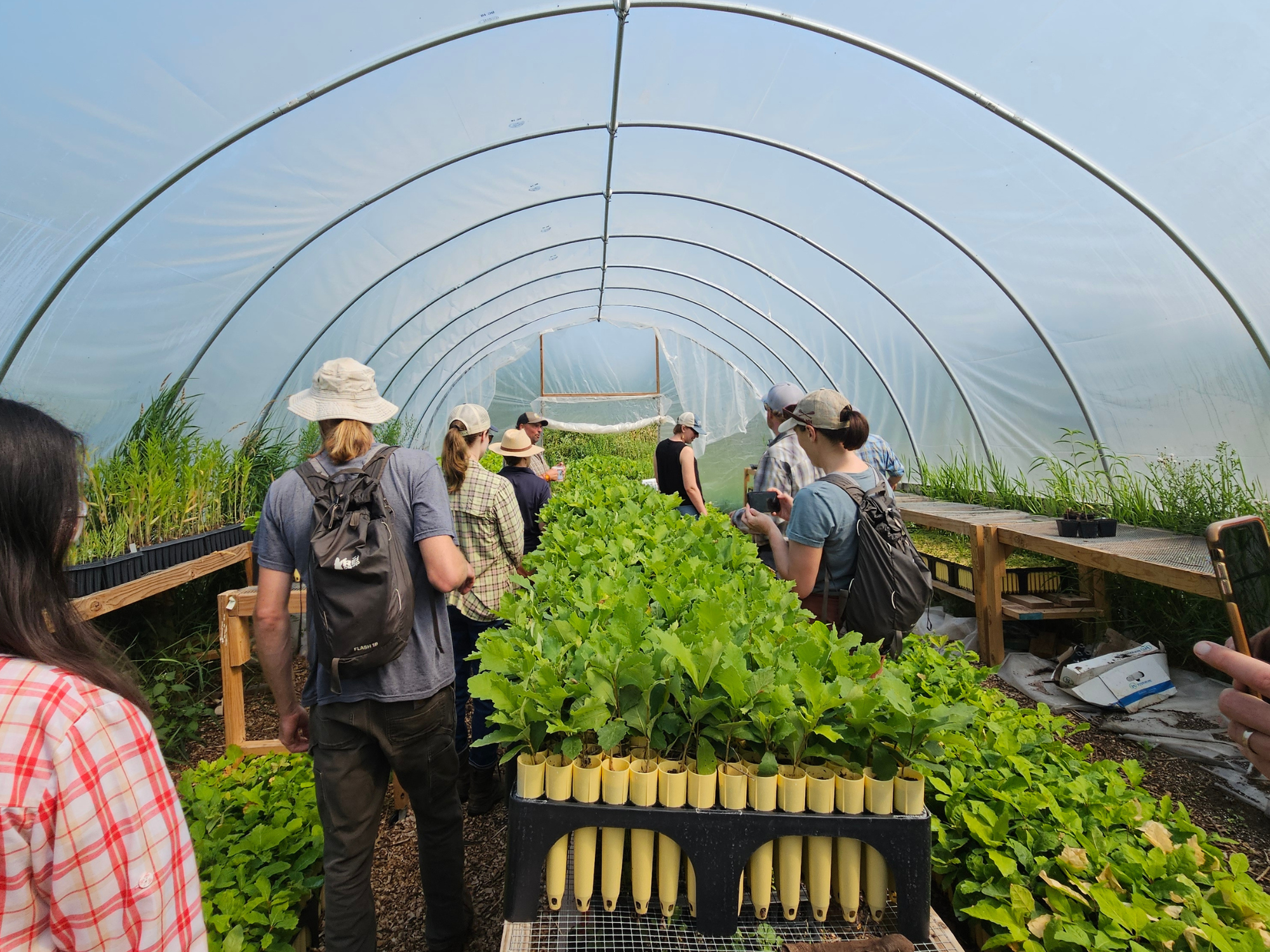 Several people tend to rows of seeds growing in a greenhouse.