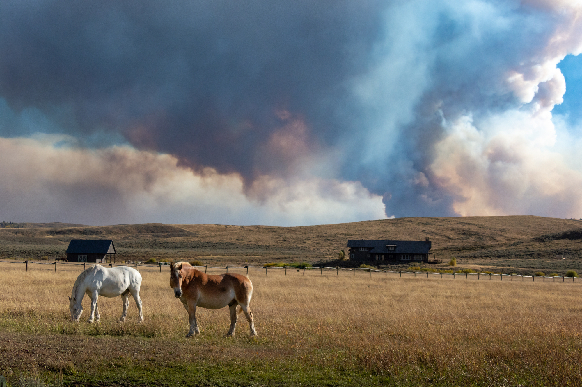 Horses in a dry field with smoke in the air.