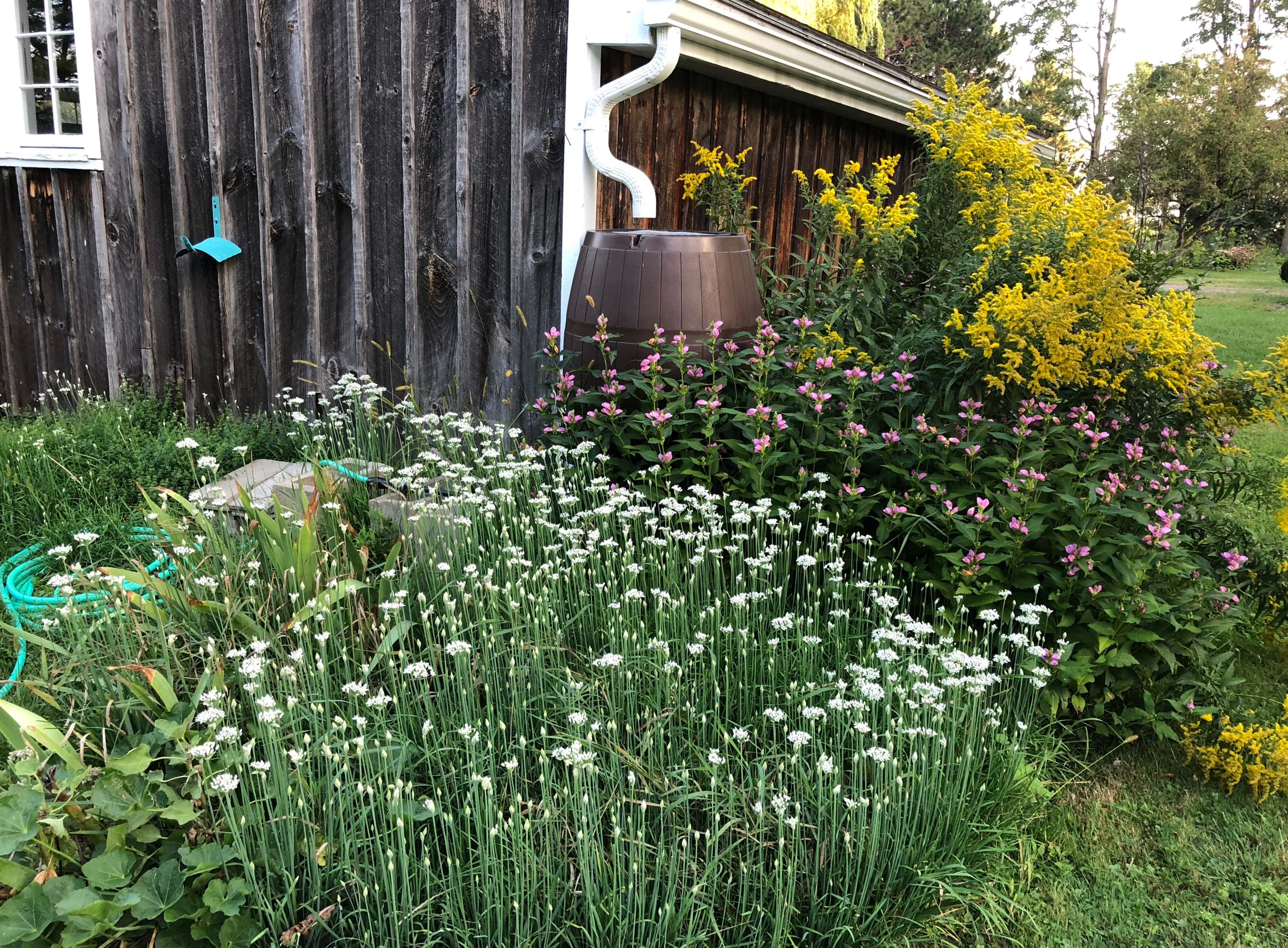 A garden shed surrounded by a rain garden which features a brown rain barrel. 