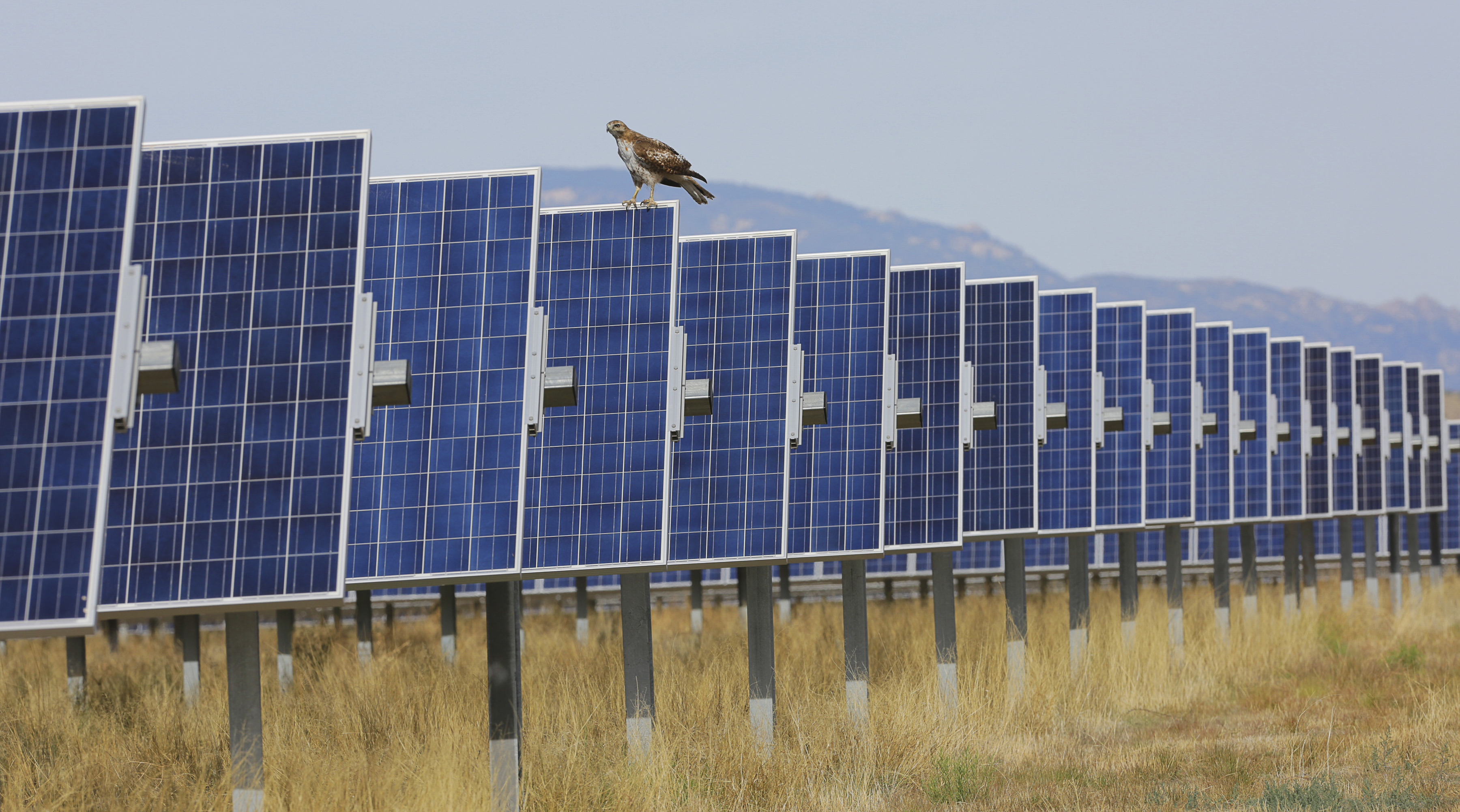 Five blue solar panels in a field with a raptor upon one of them.