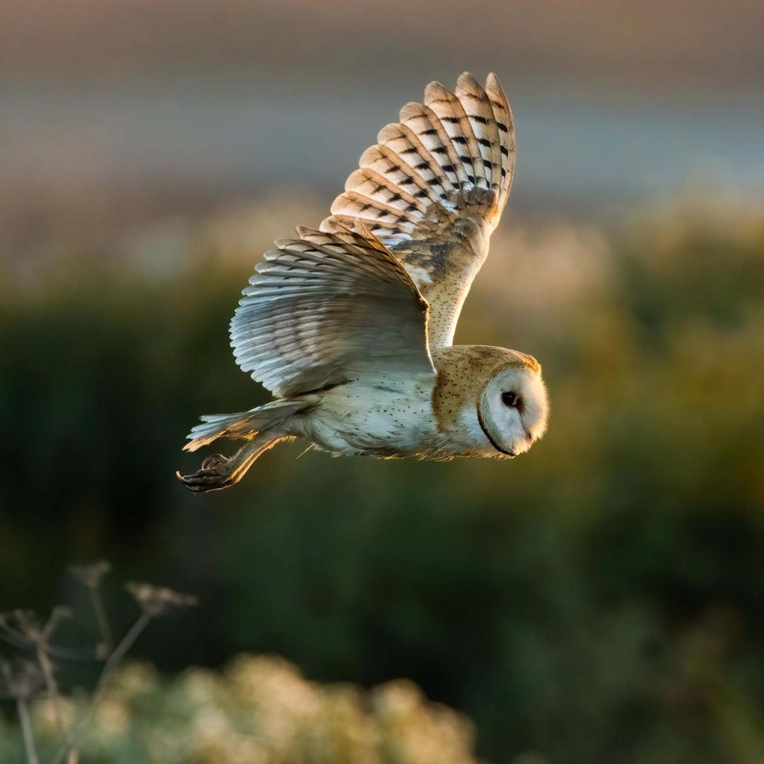 An owl flies with its wings outstretched and its talon pointed behind it. 