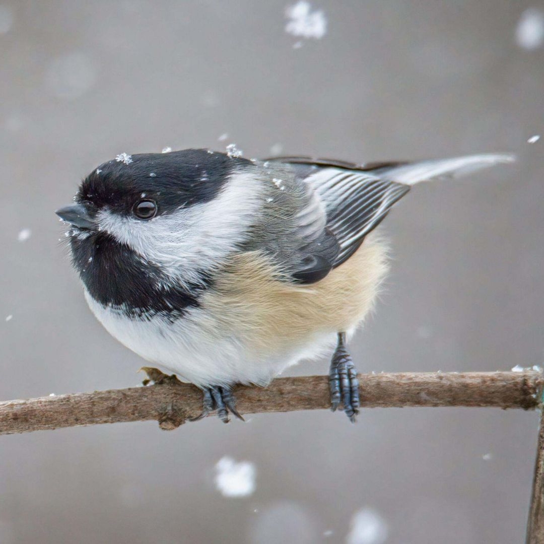An black and white bird sits on a branch amid falling snow. 