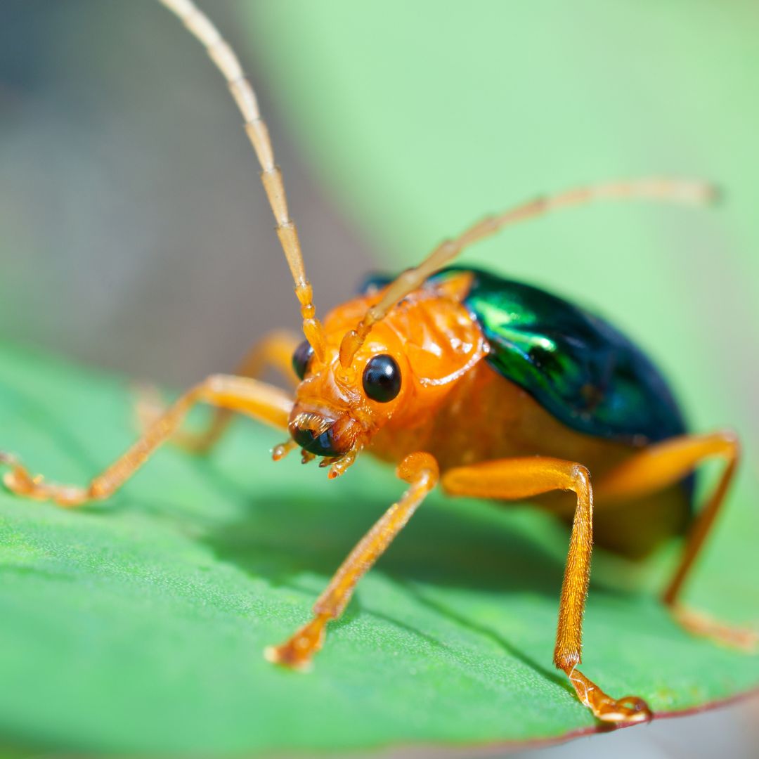 A gold insect with a green back rests on a leaf.