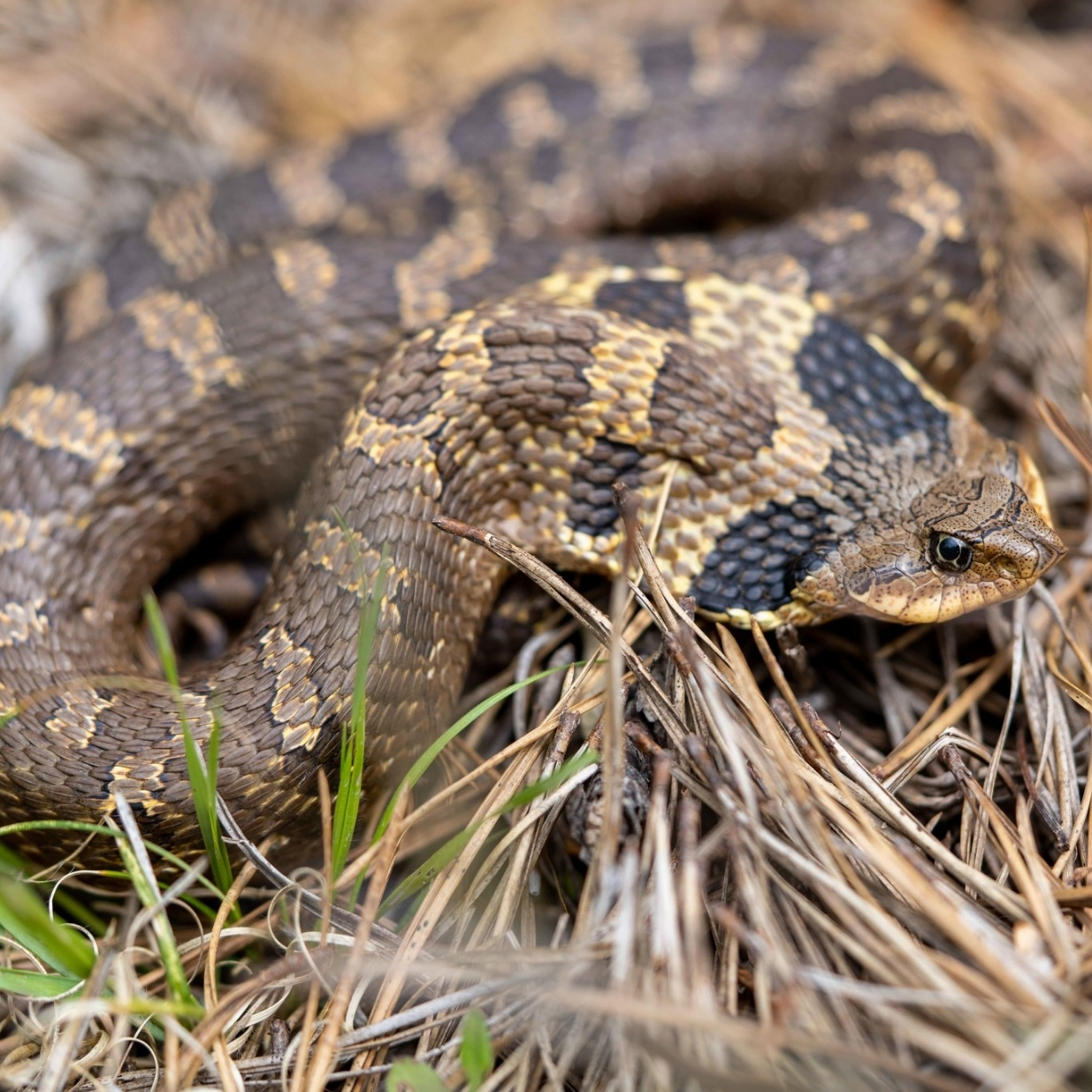 A brown snake with dark blotches sits coiled with its head slightly raised and its nesk flattened out like a cobra's hood. It sits among blades of dried brown grass. 