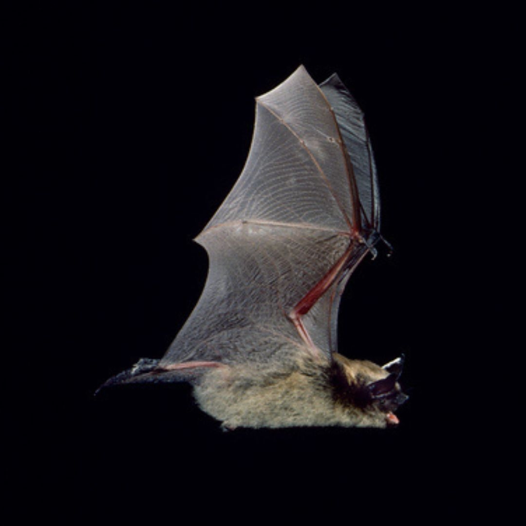 A little brown bat in flies with its wings upright and its mouth open, against a black background.