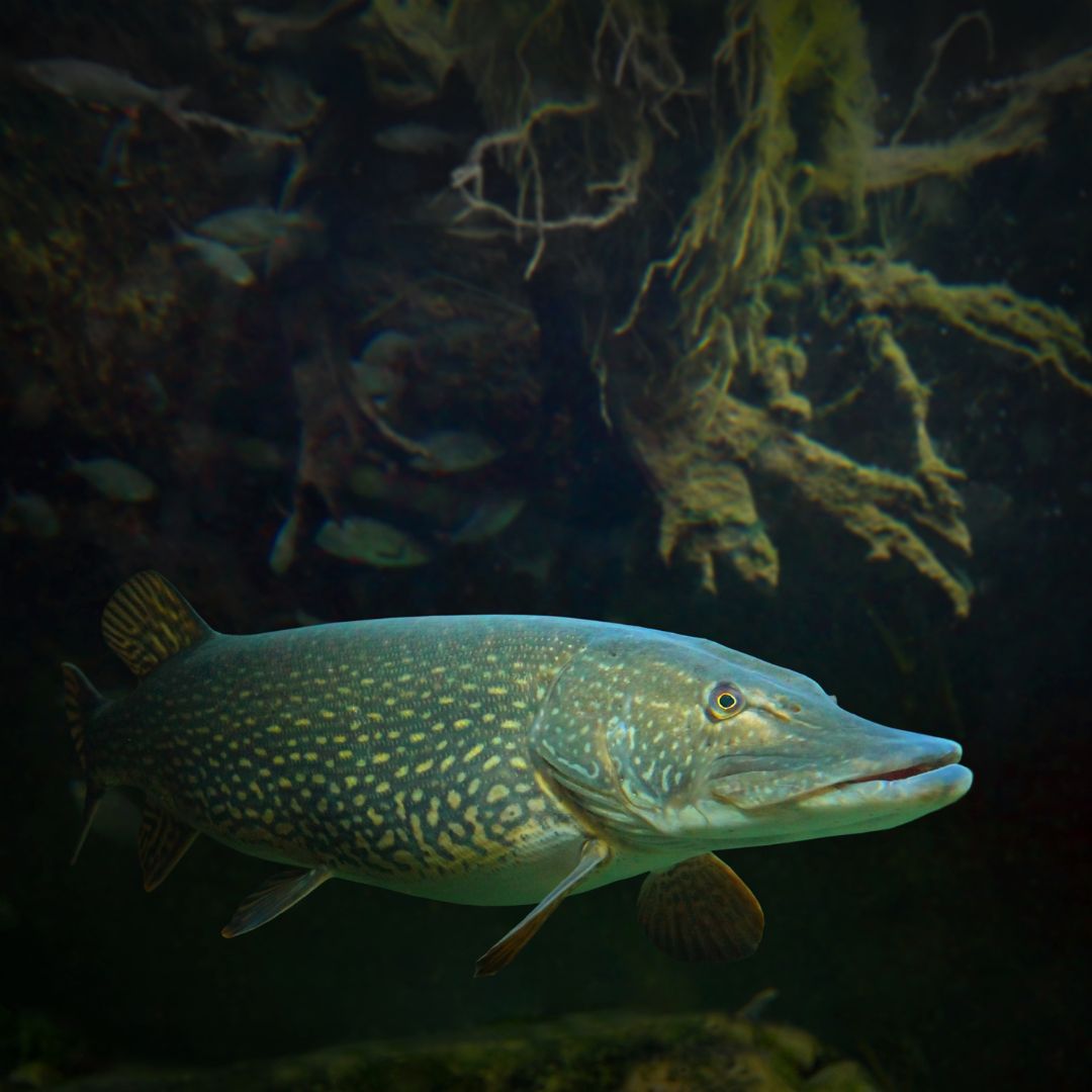 A blue-green fish swims through water.