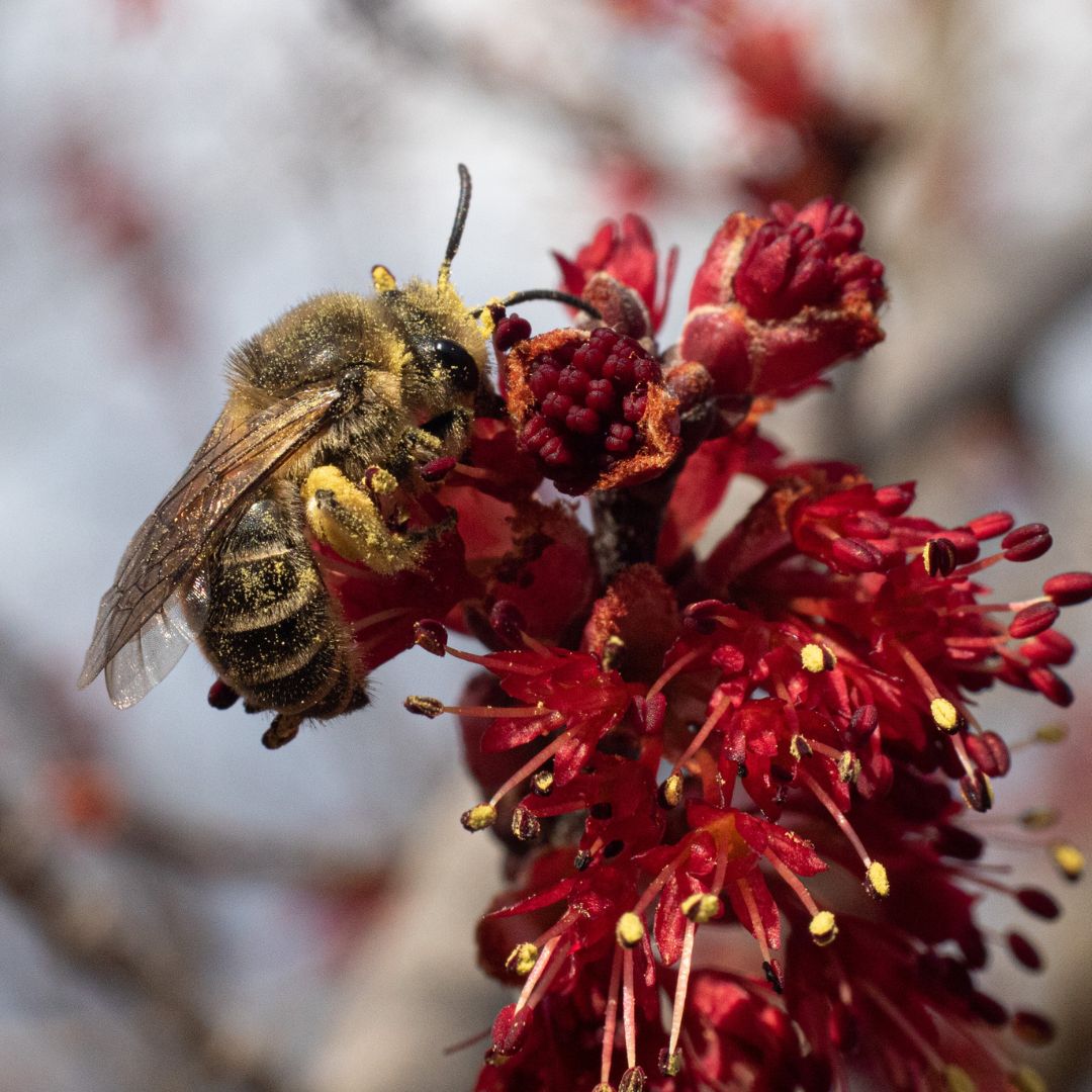 A black and yello bee stops at a red flower.