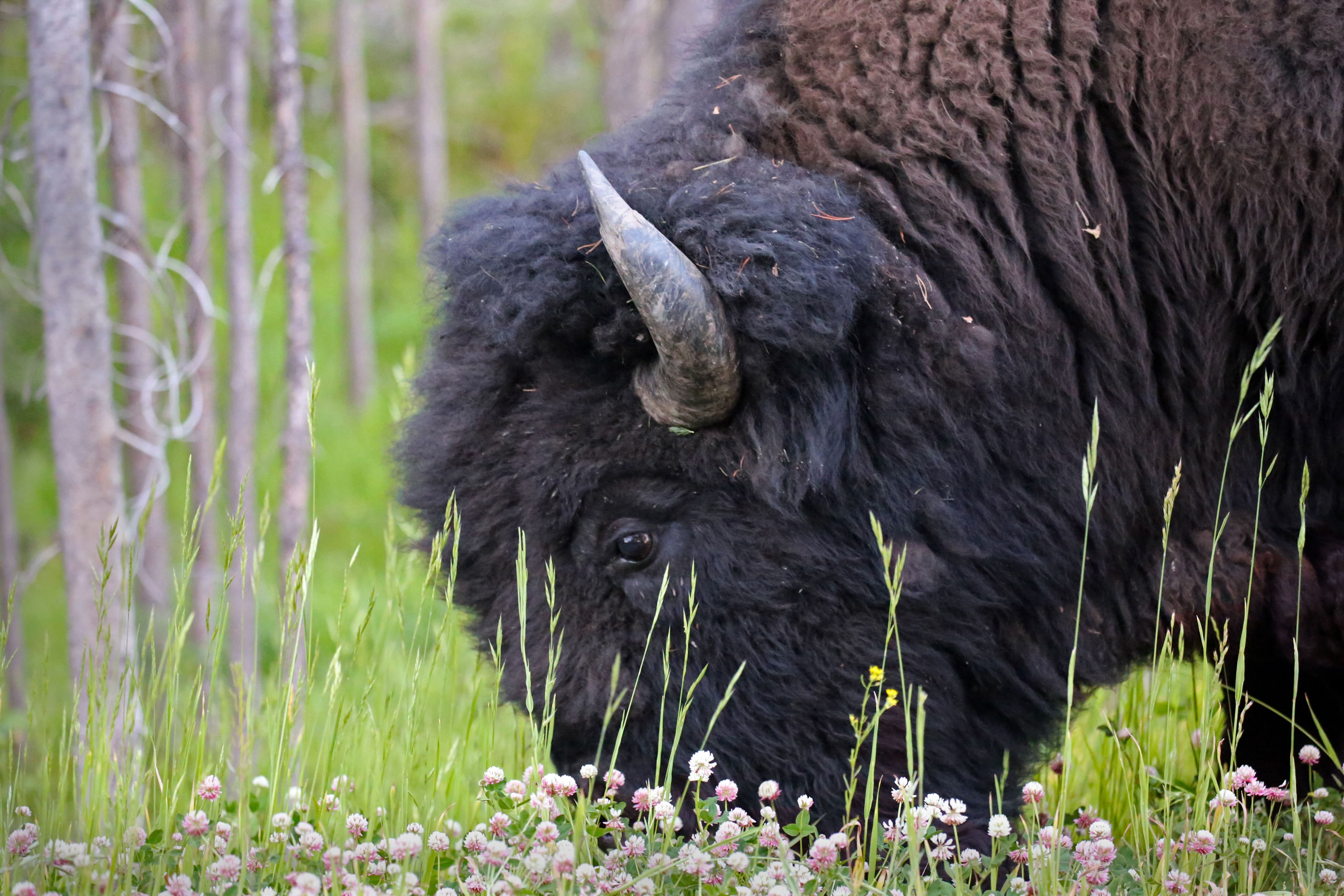 A bison grazing on grass.