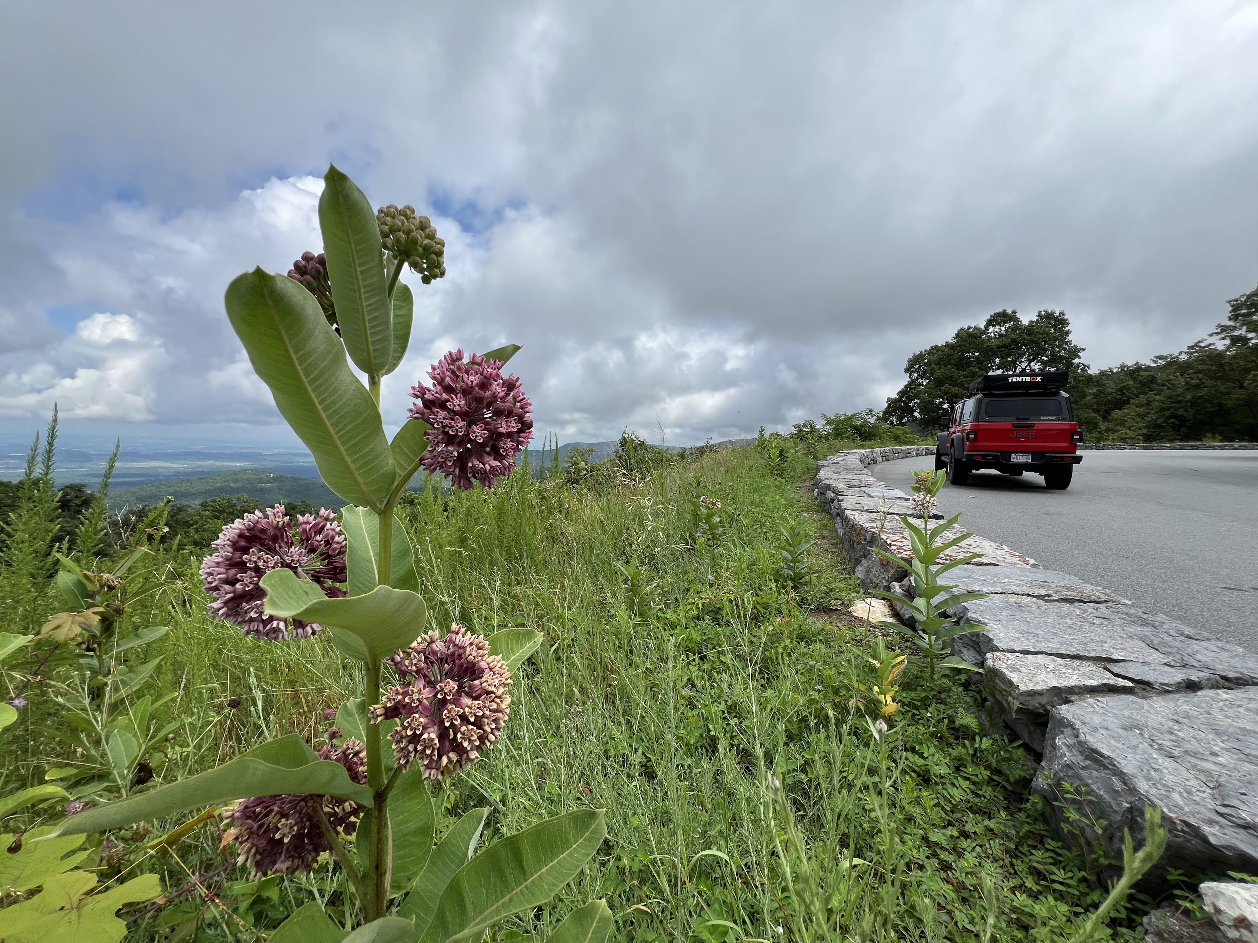 A red jeep parked next to an overlook, with milkweed flowers in the foreground.