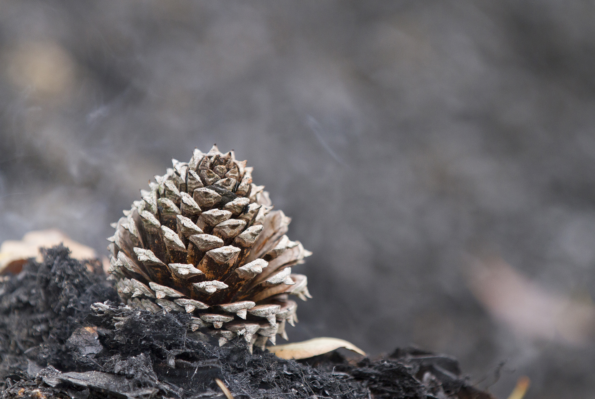 A large pine cone sits on bare black earth.