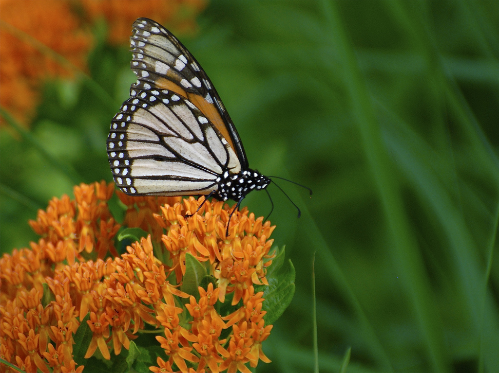Monarch butterfly on butterfly milkweed.